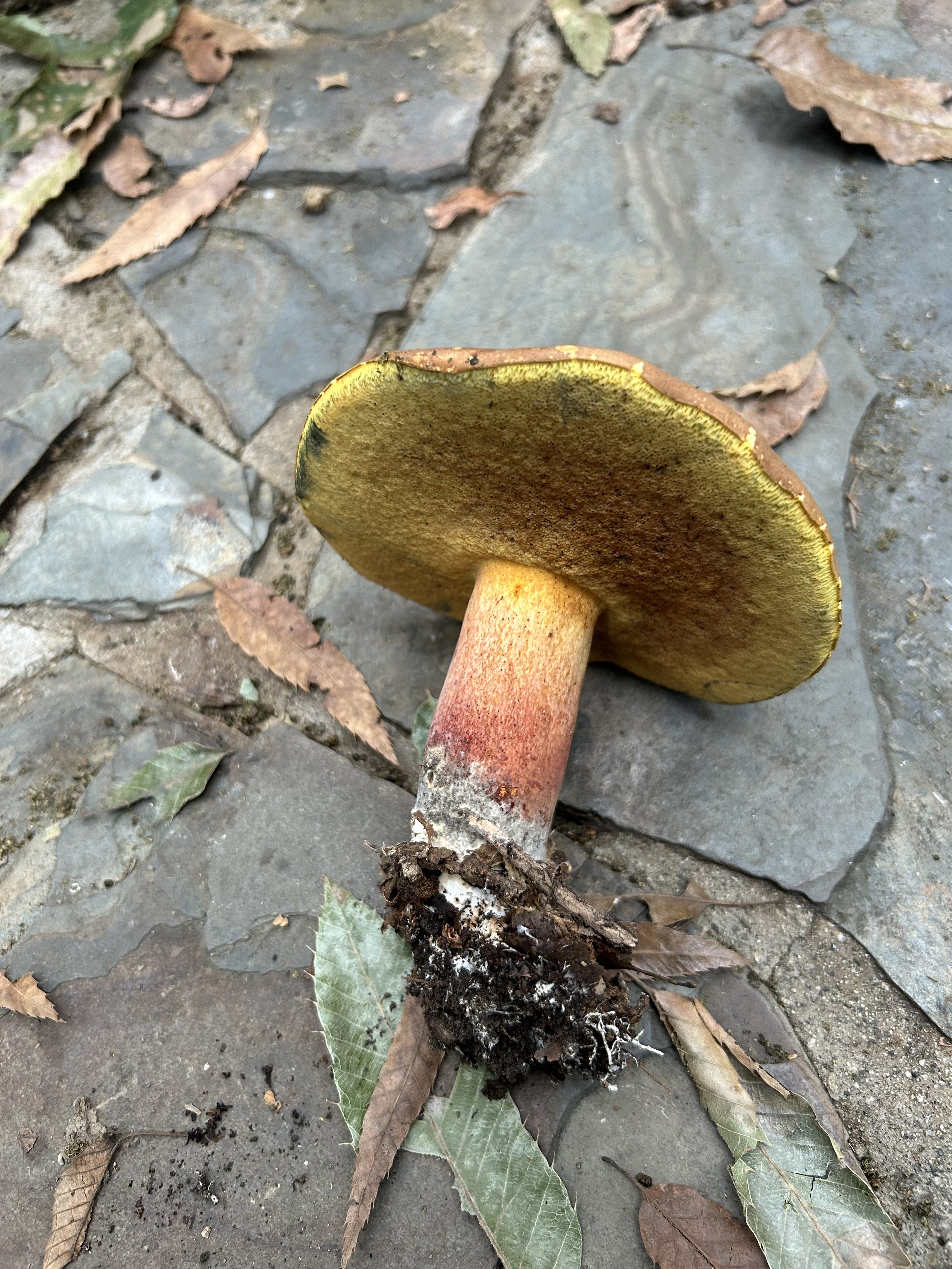 窄孢兰茂牛肝菌