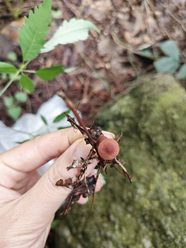 蒜头微菇