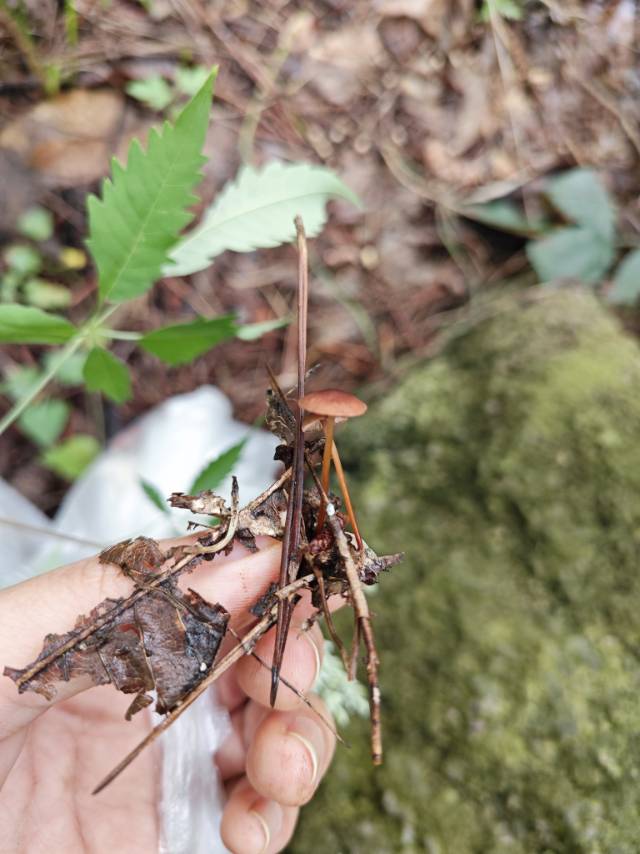 蒜头微菇