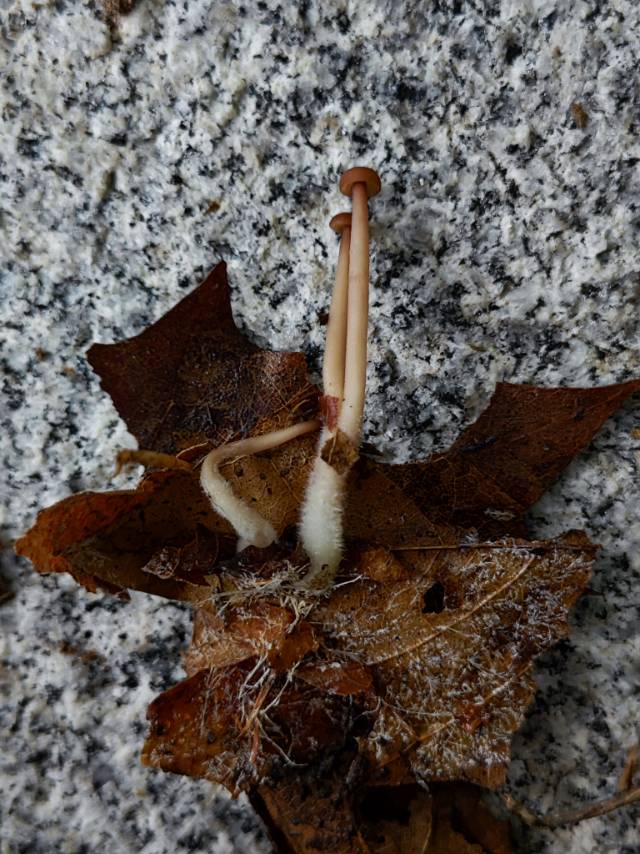 标本照片