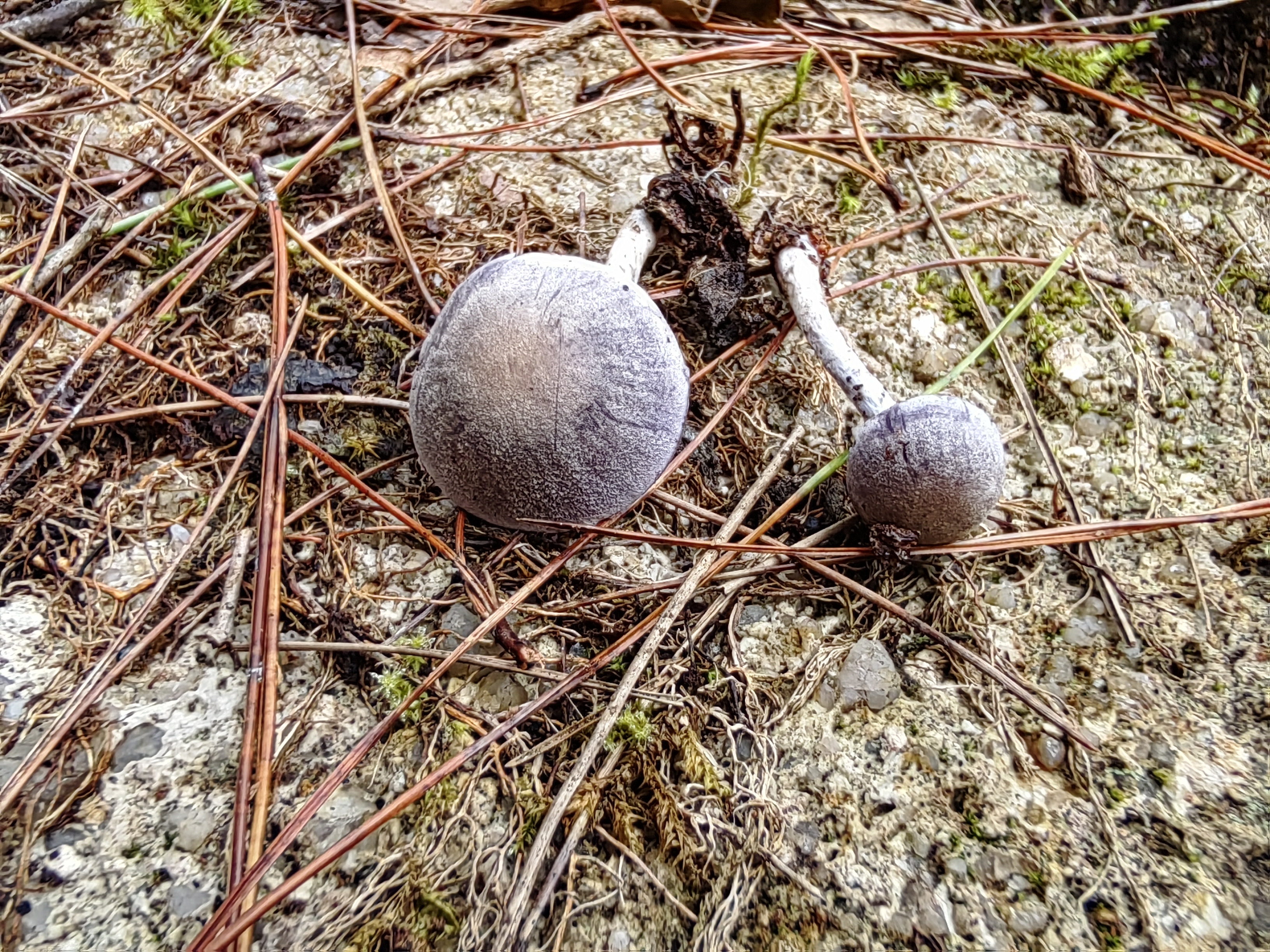 丝膜菌属