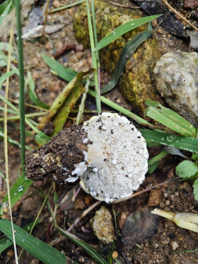 金孢寄生菌