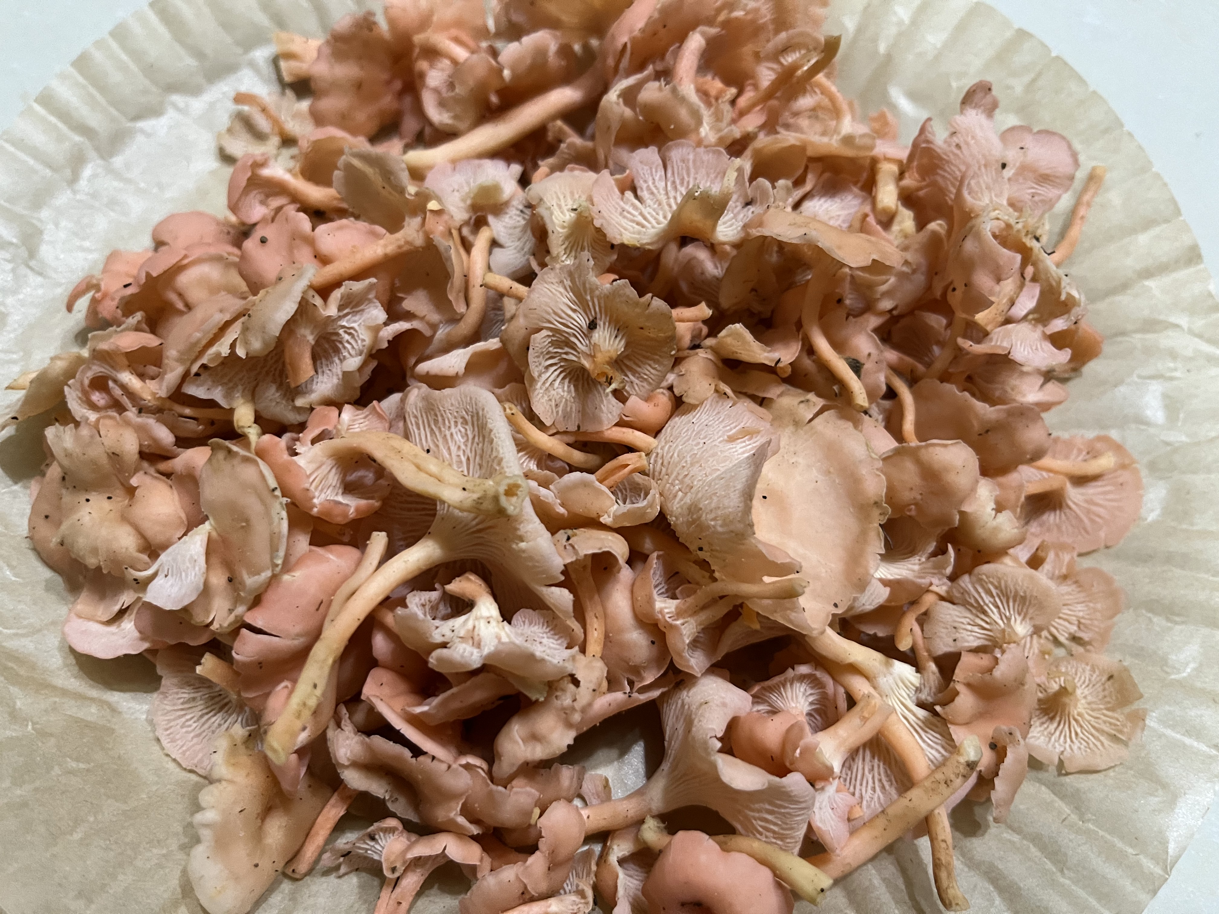 新桃红鸡油菌