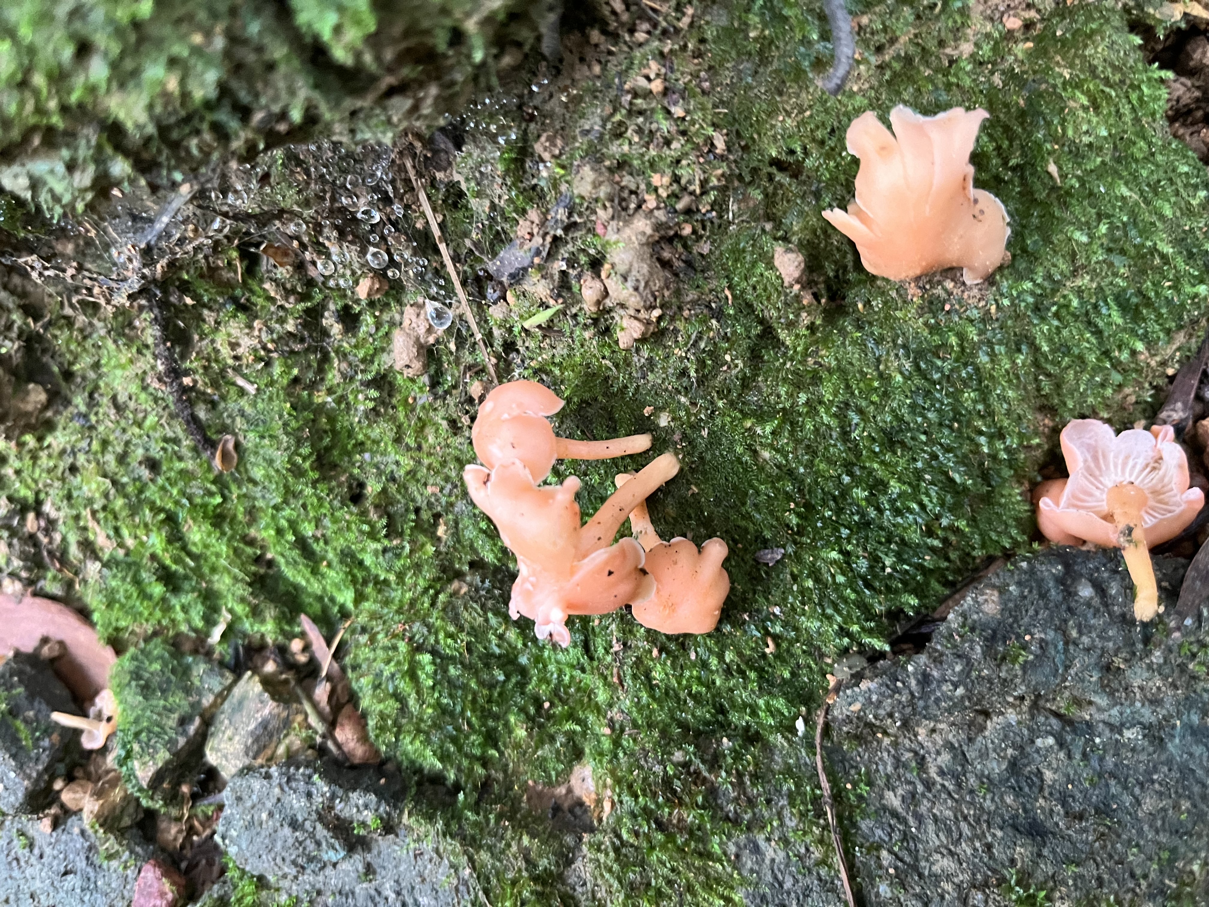 新桃红鸡油菌