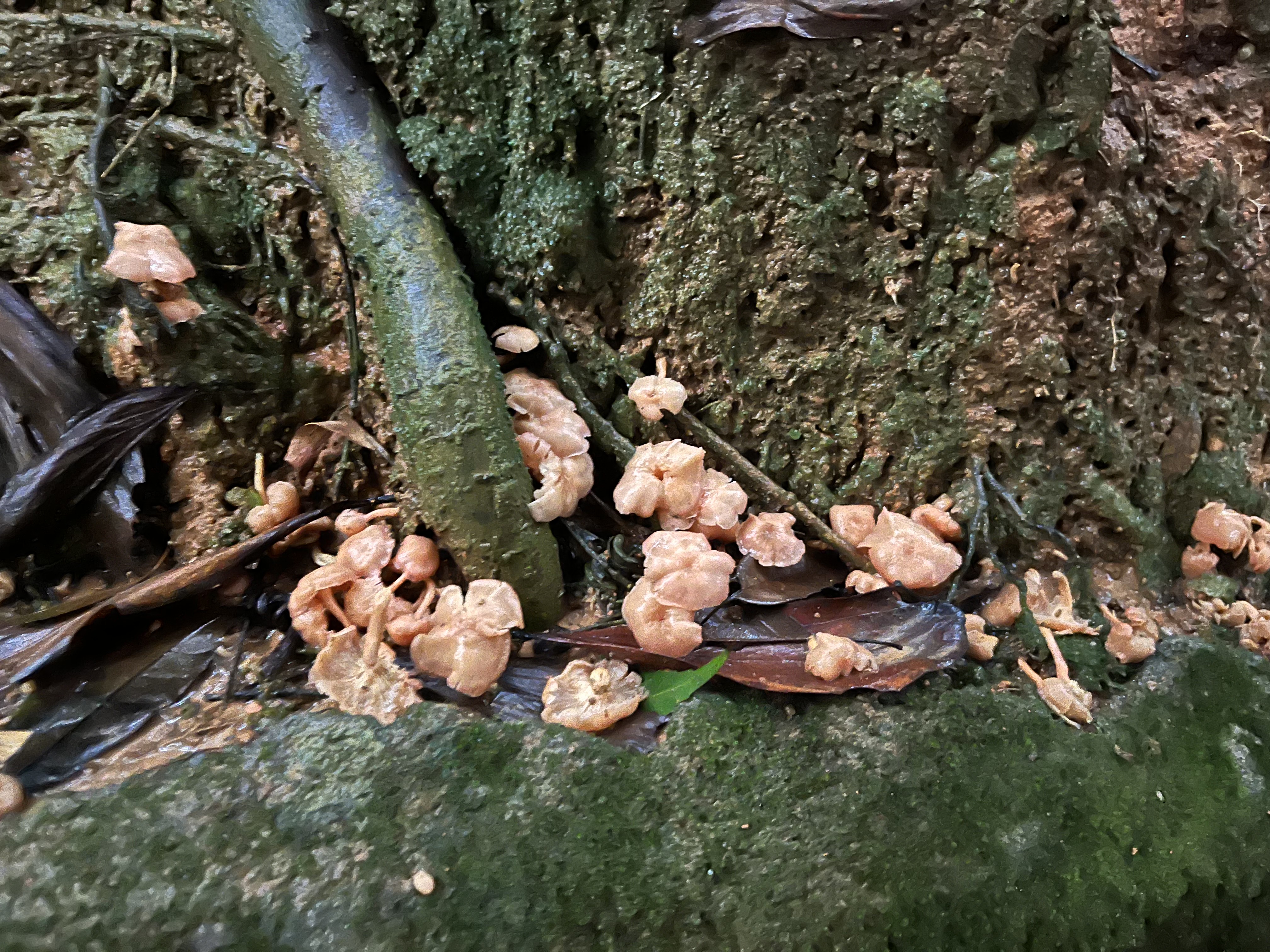 新桃红鸡油菌