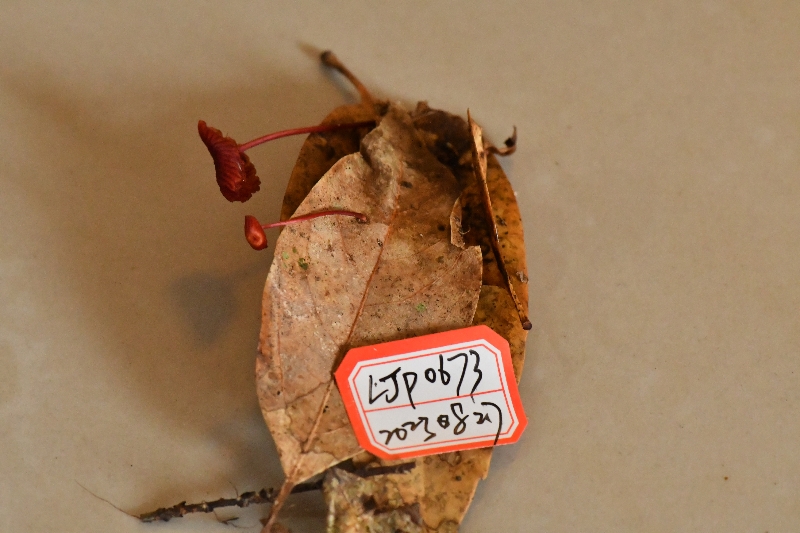 赤小菇