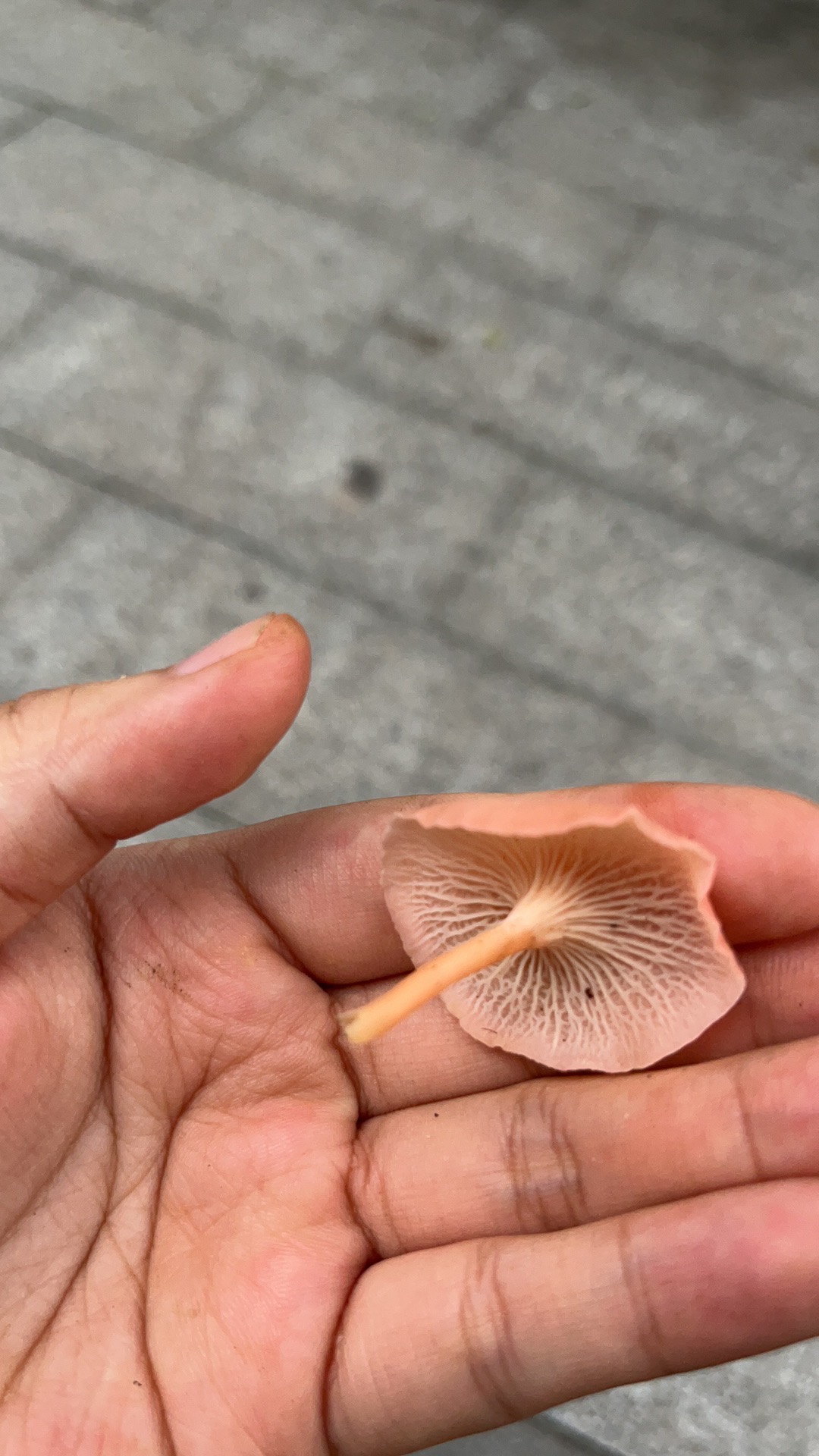 新桃红鸡油菌