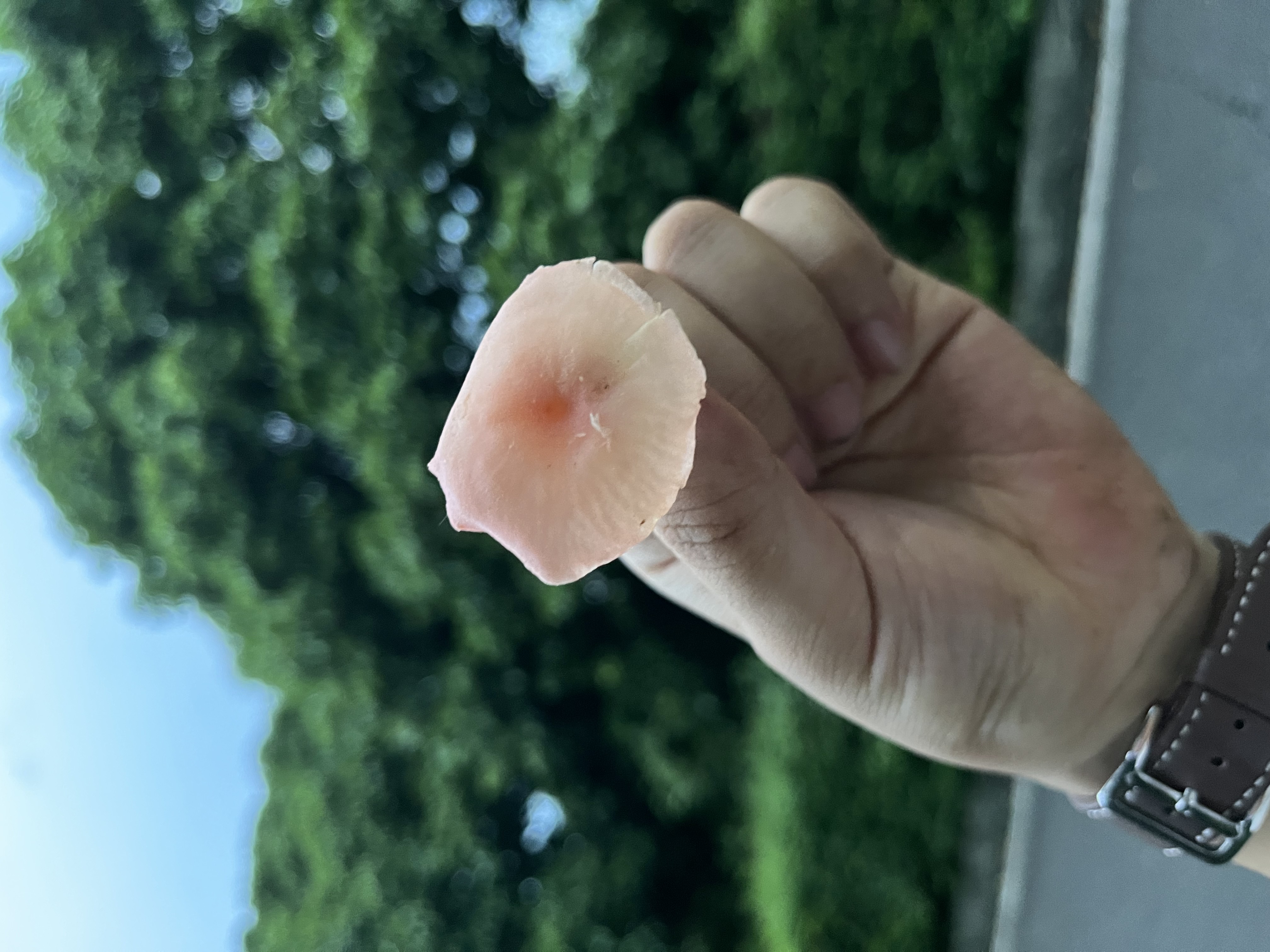 新桃红鸡油菌