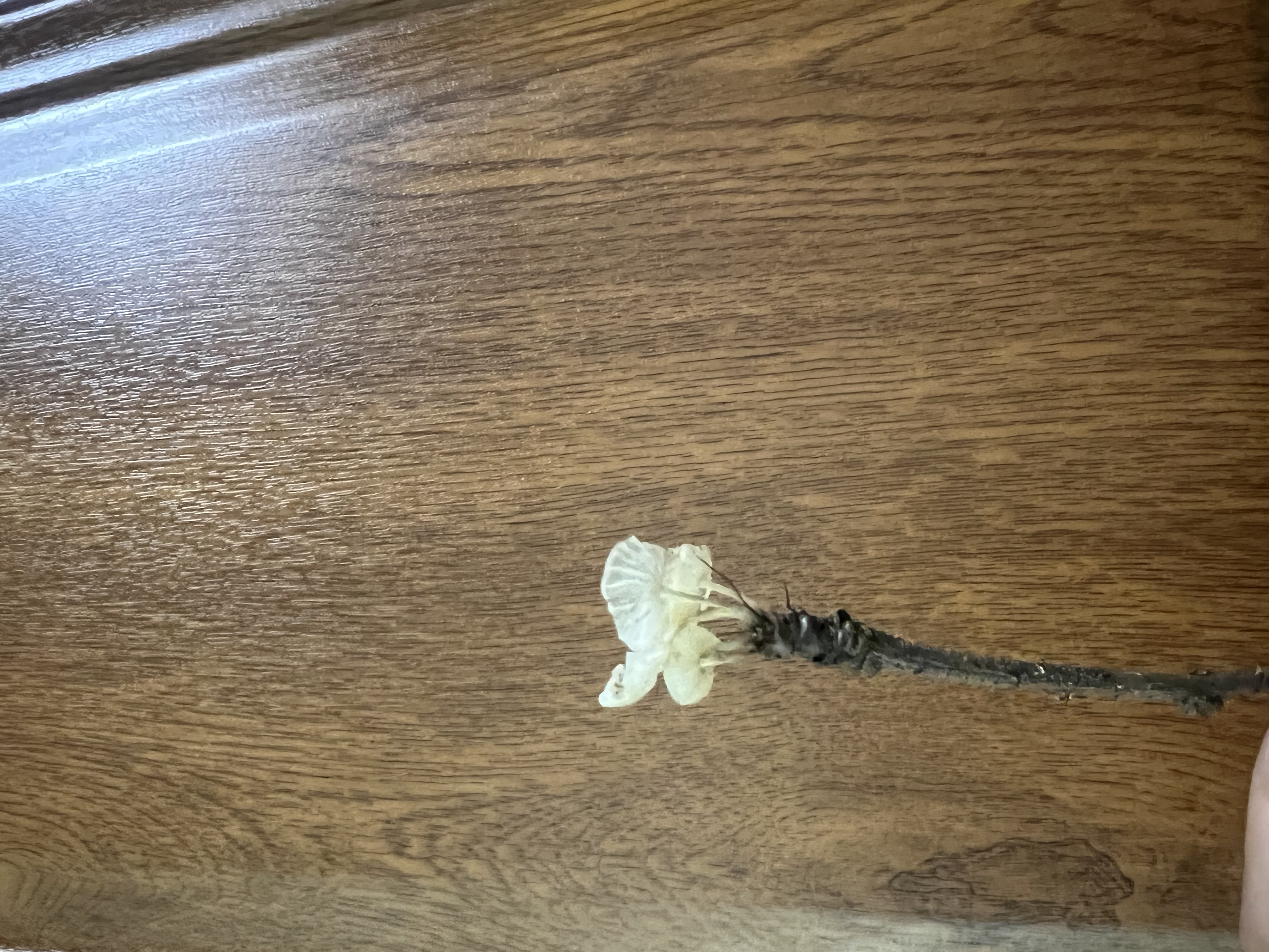 标本照片