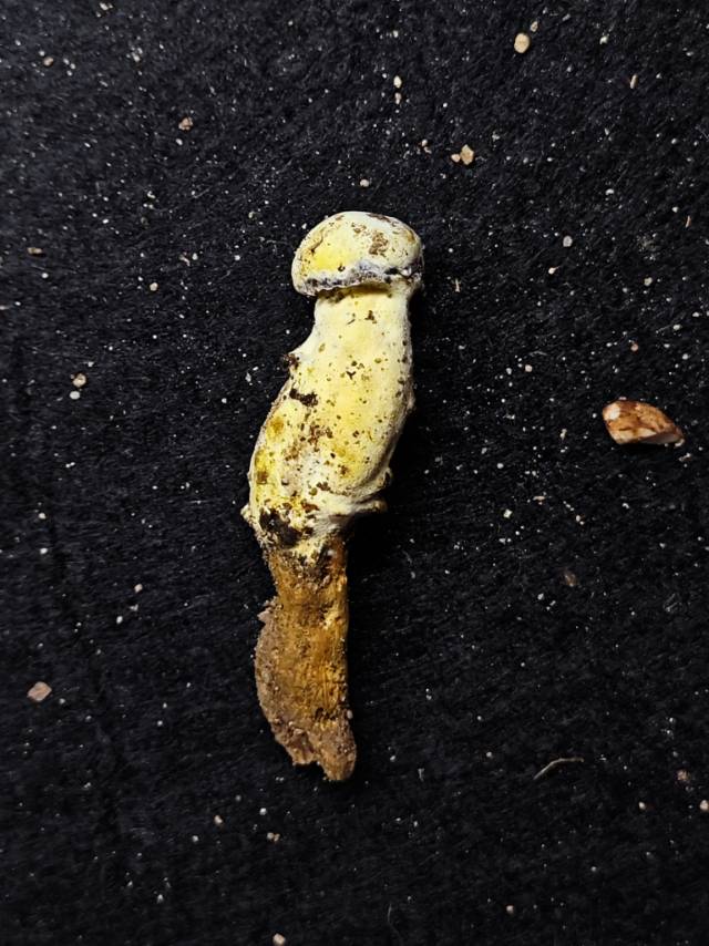 金孢寄生菌