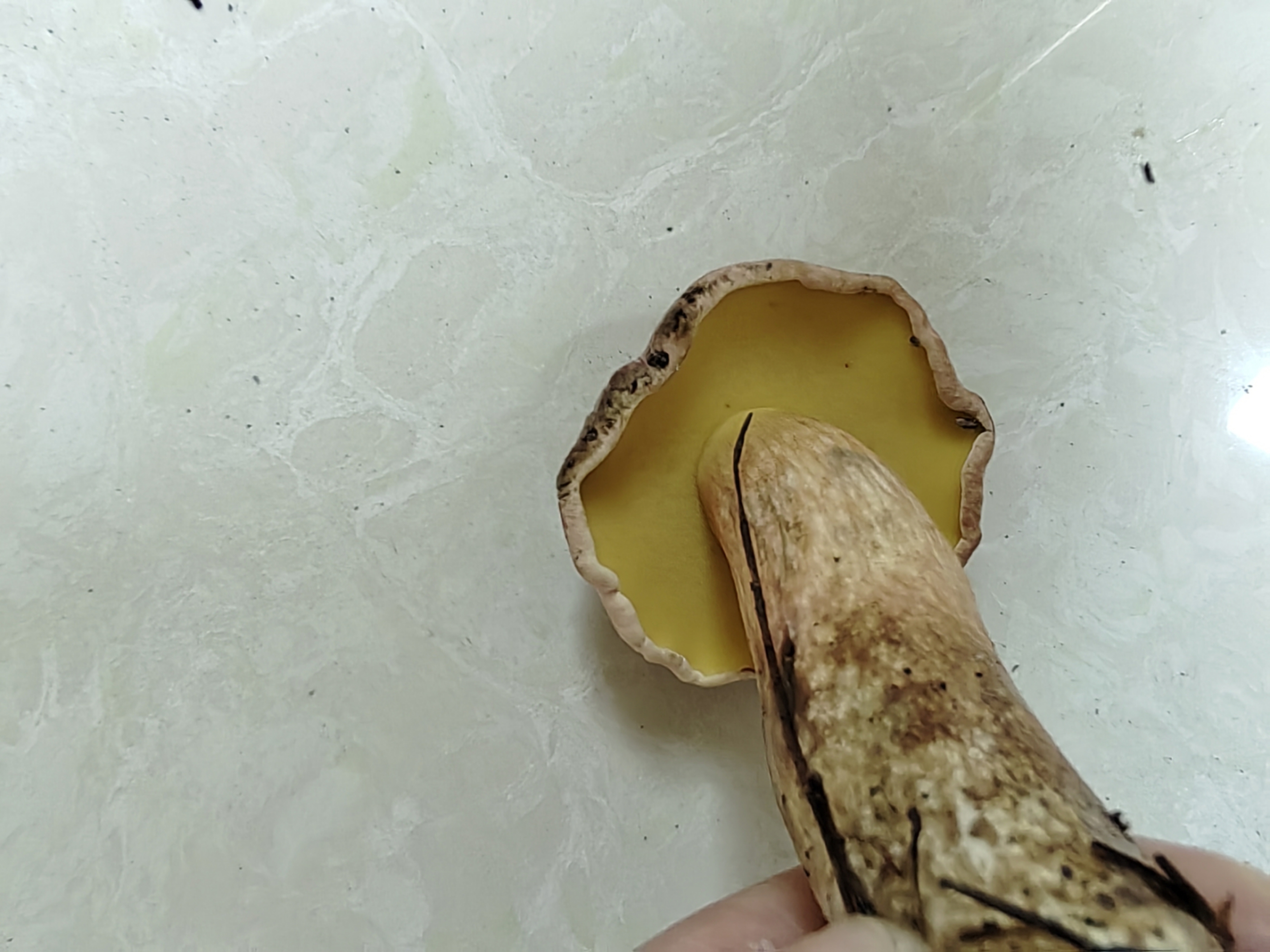 隐纹条孢牛肝菌