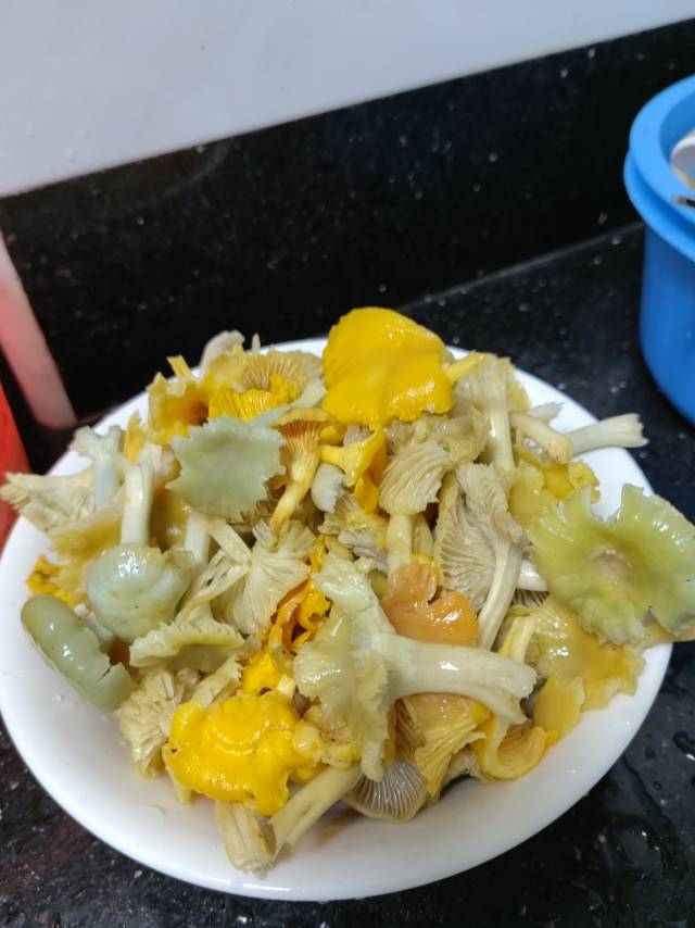 淡蜡黄鸡油菌
