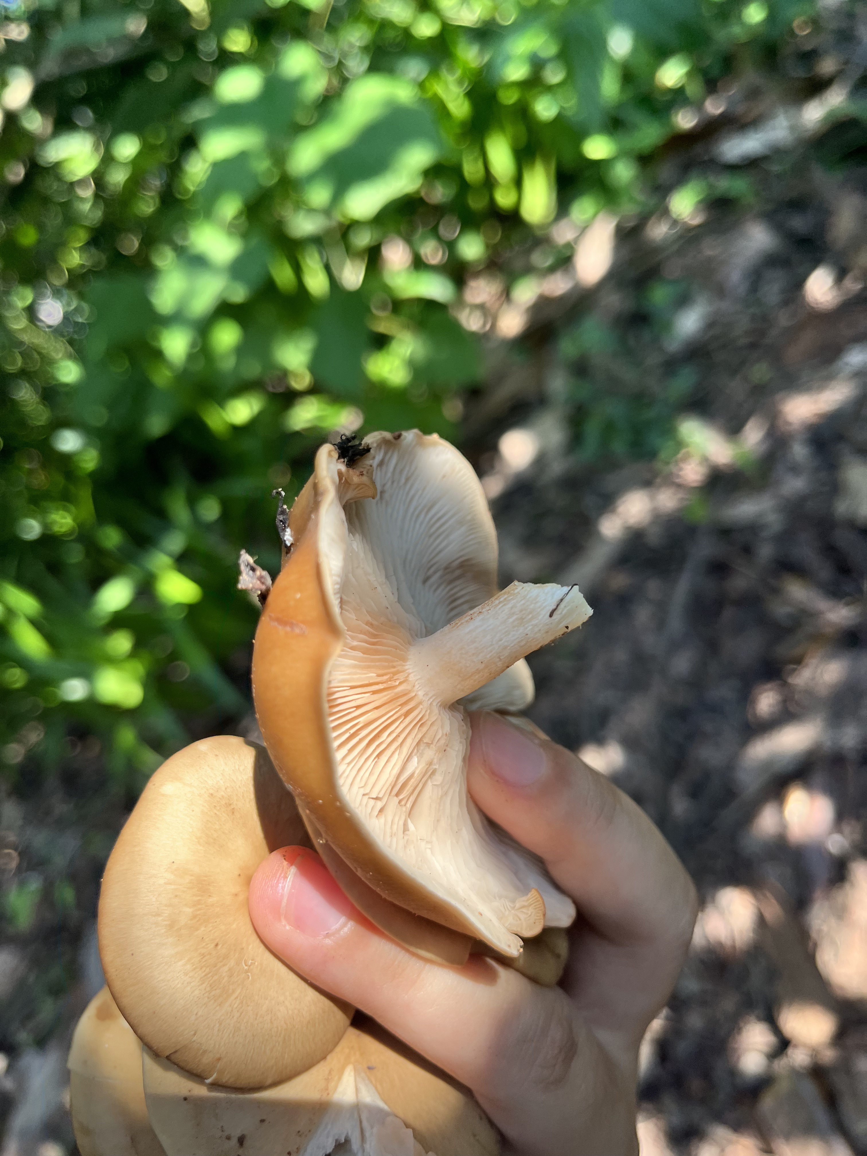 标本照片