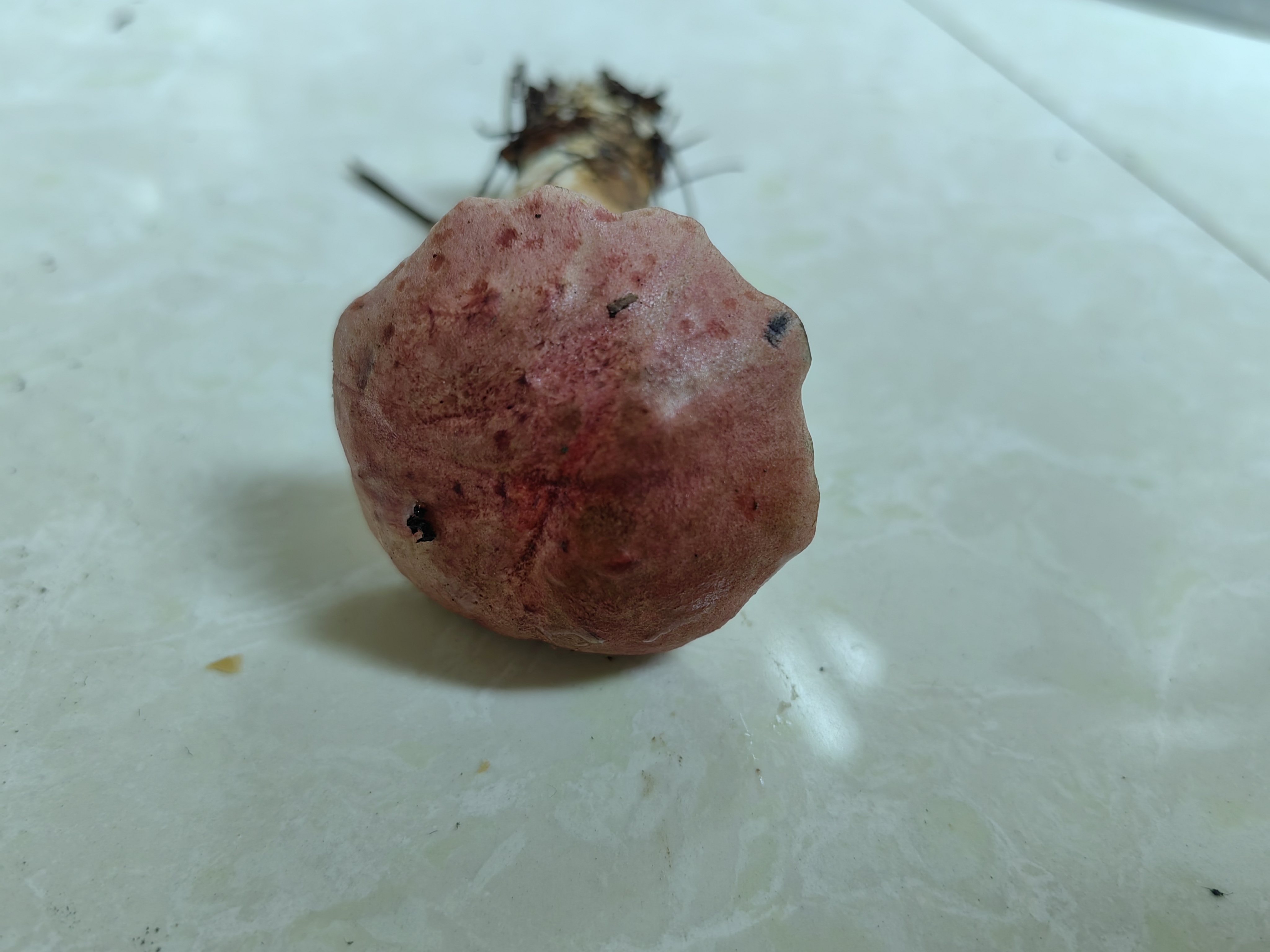 隐纹条孢牛肝菌