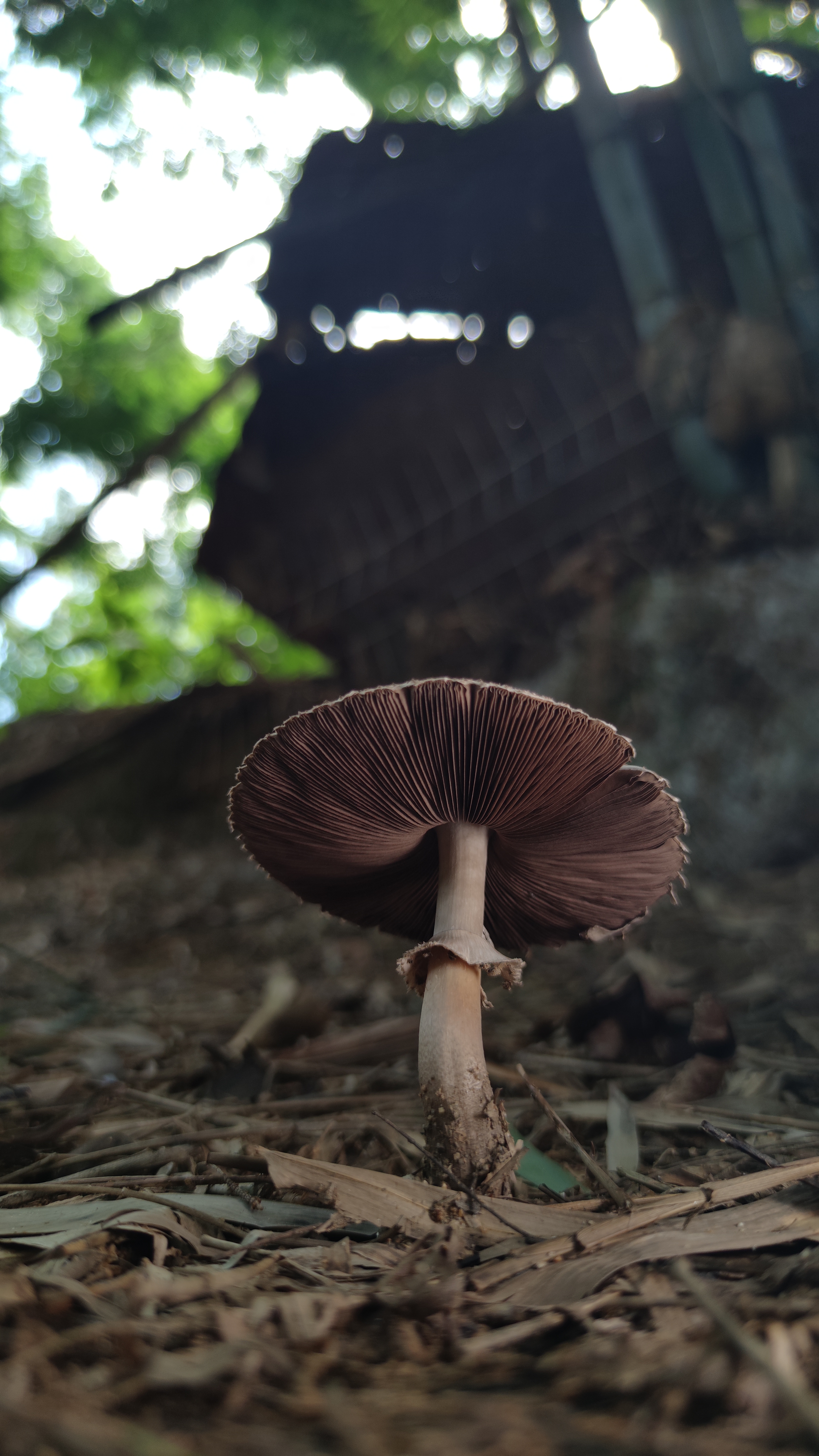 淡棕蘑菇