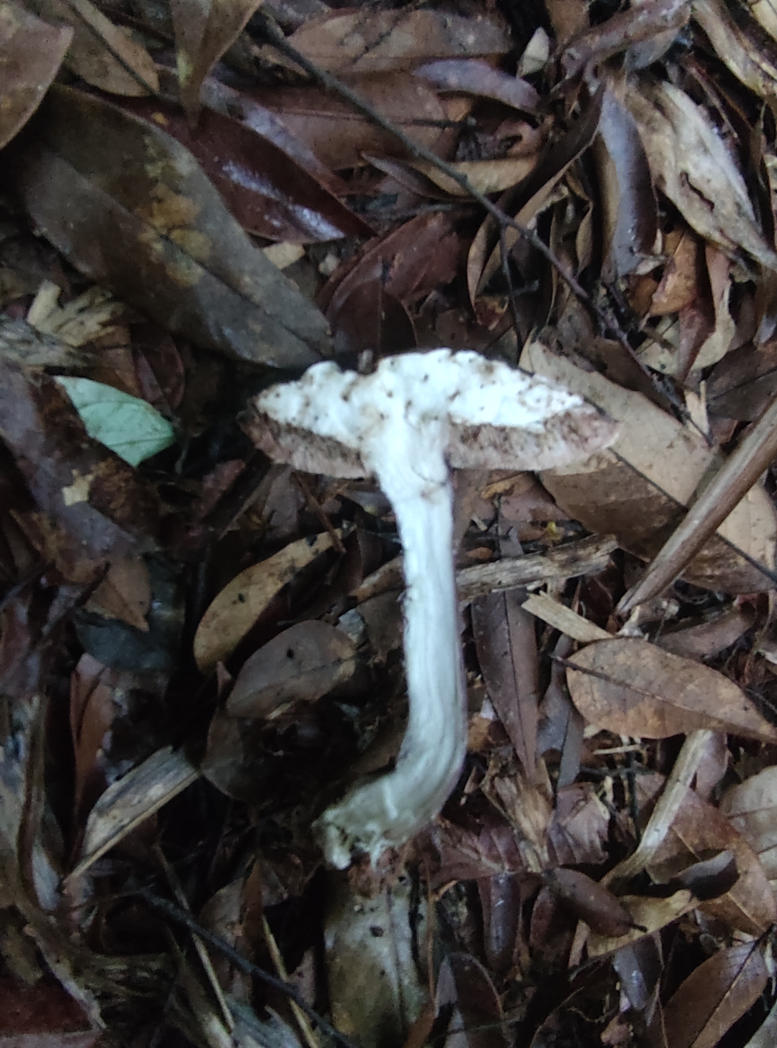 暗紫褐粉孢牛肝菌