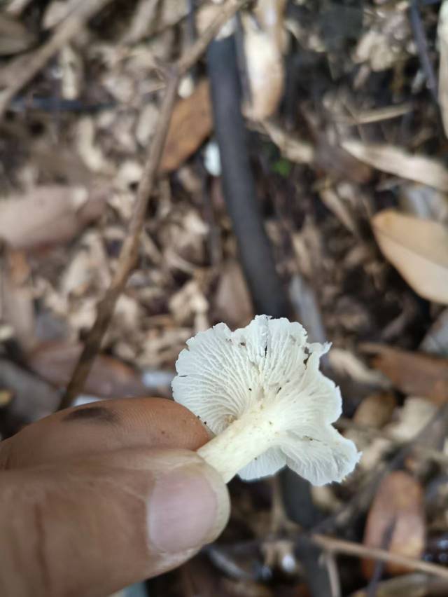 白鸡油菌