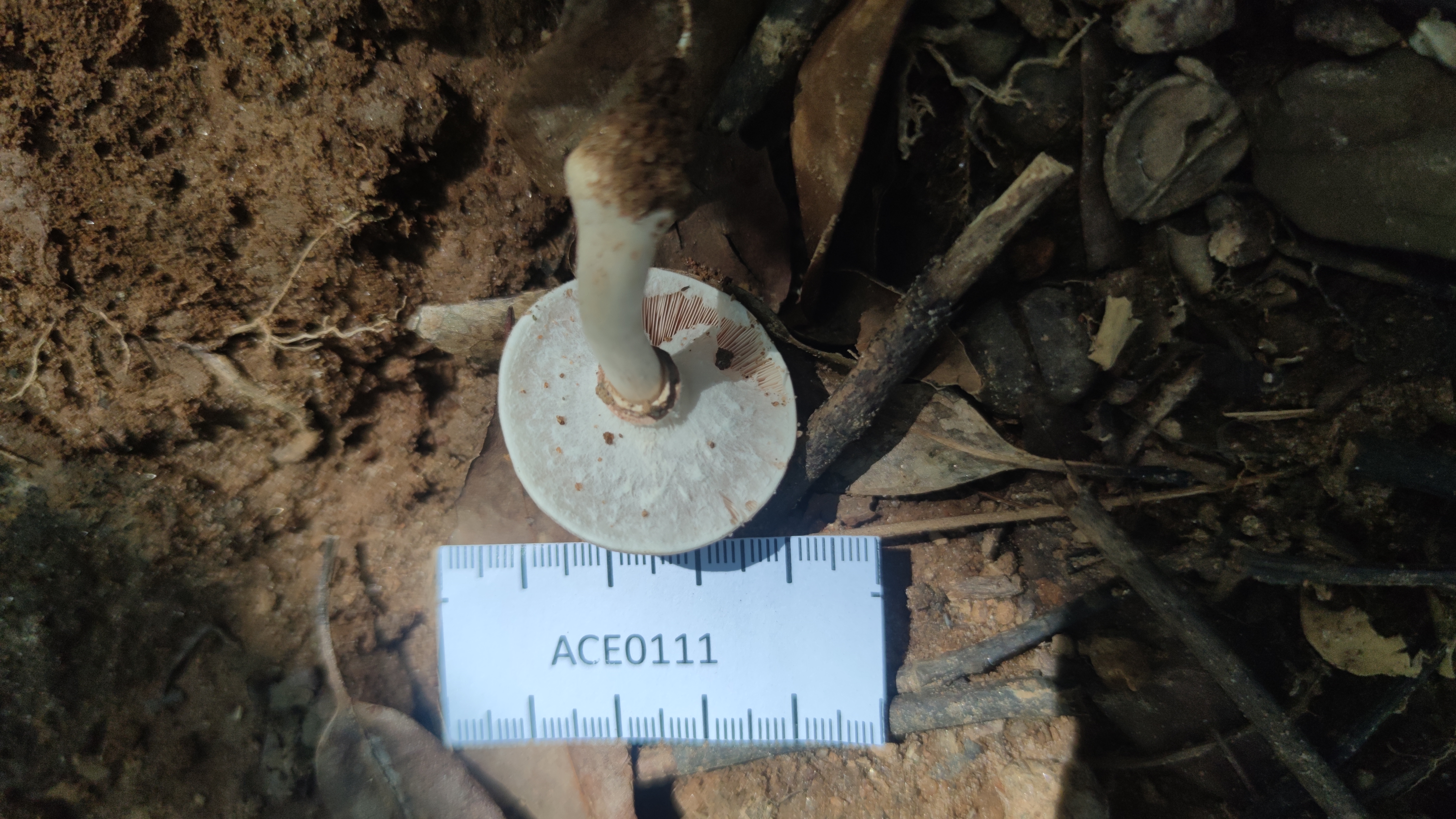 Agaricus sp.nov.