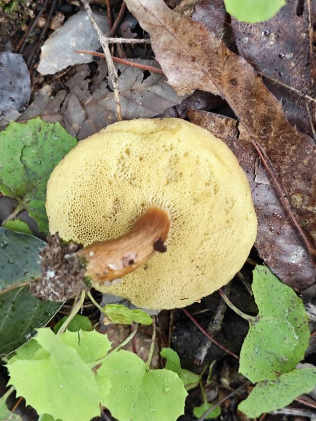 念珠金牛肝菌