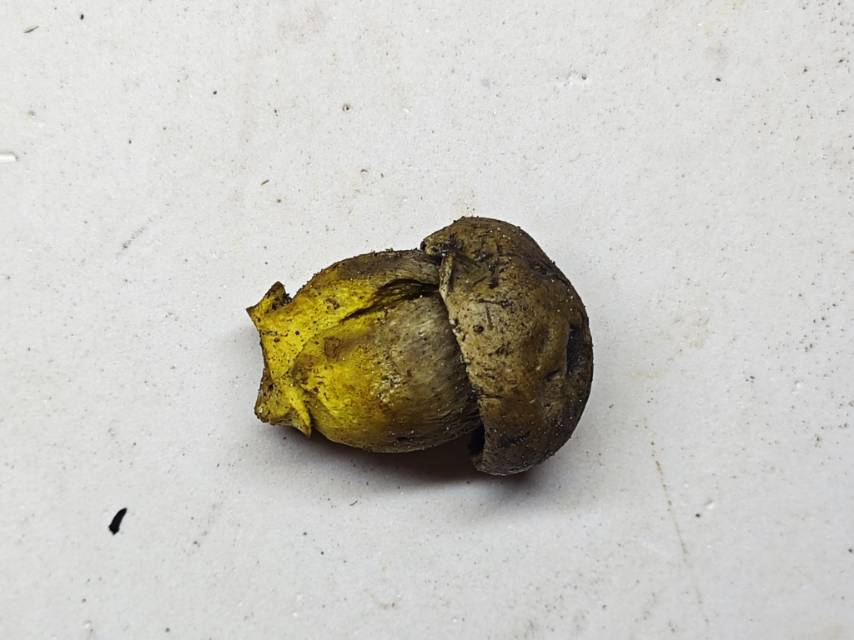 中华网柄牛肝菌
