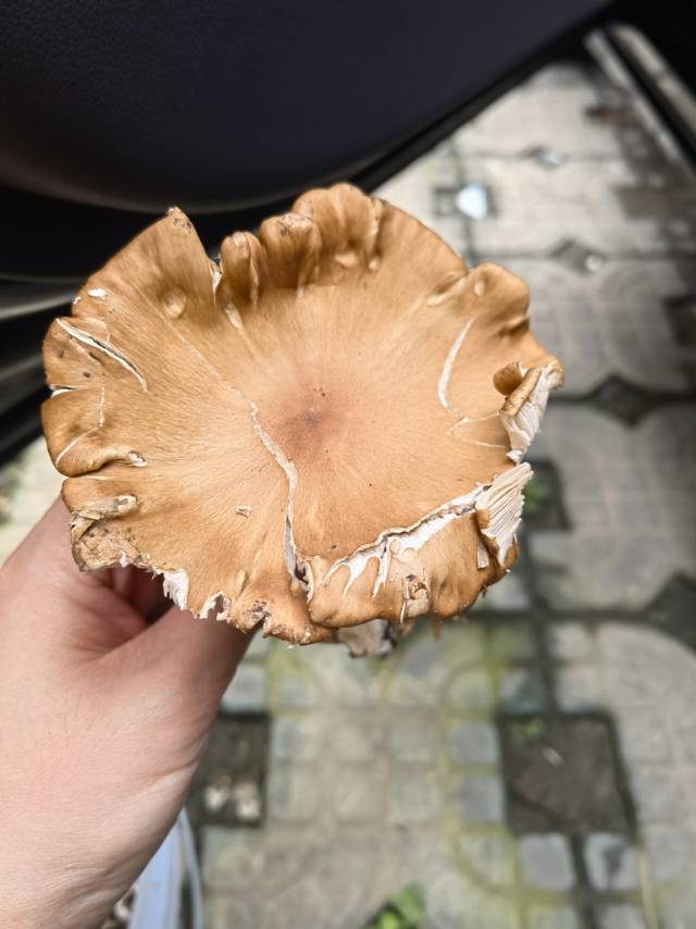 标本照片
