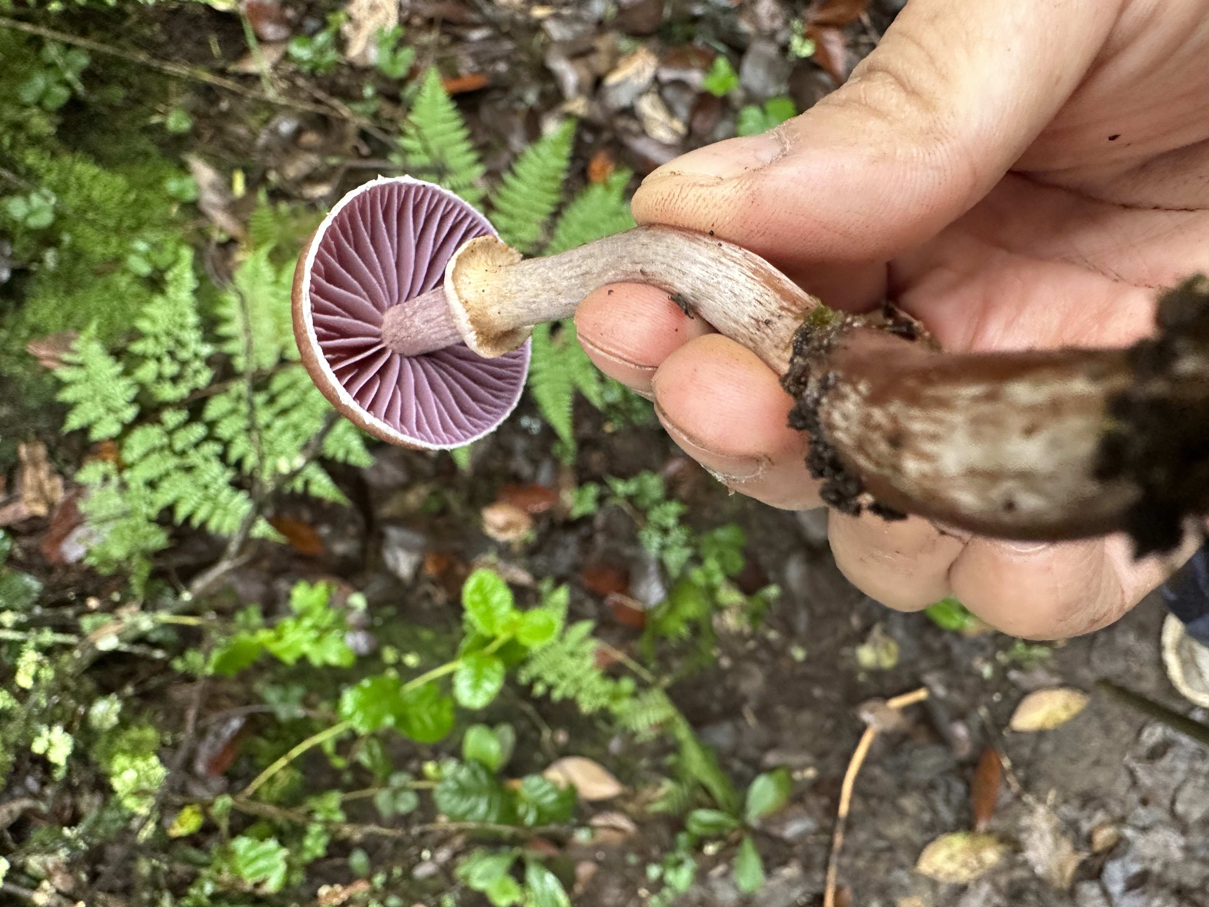 丝膜菌