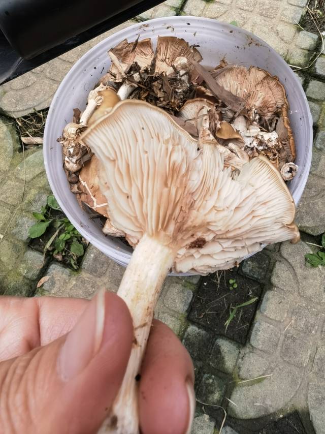 标本照片