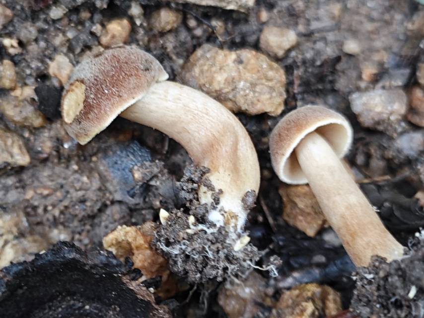 念珠金牛肝菌
