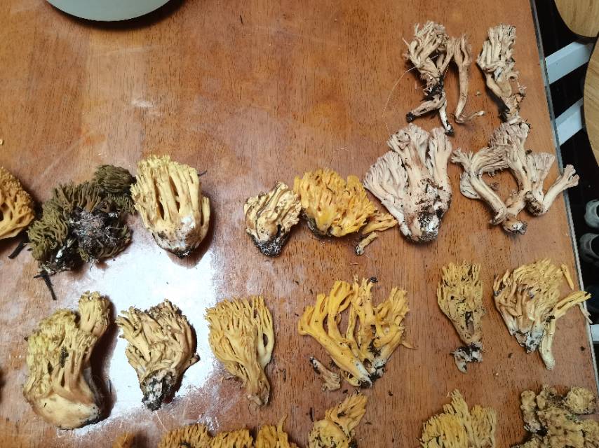 标本照片