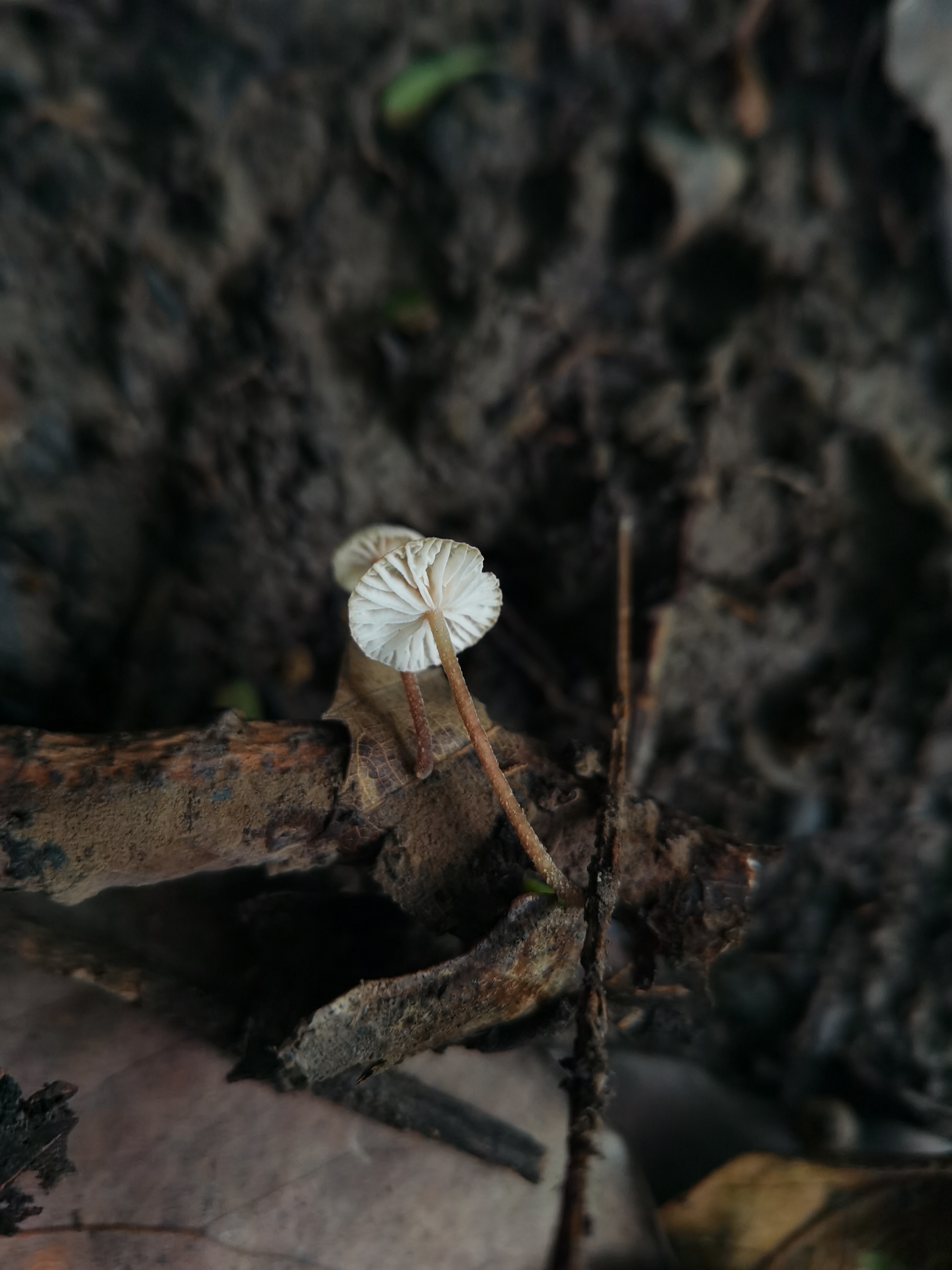 伴栎拟金钱菌