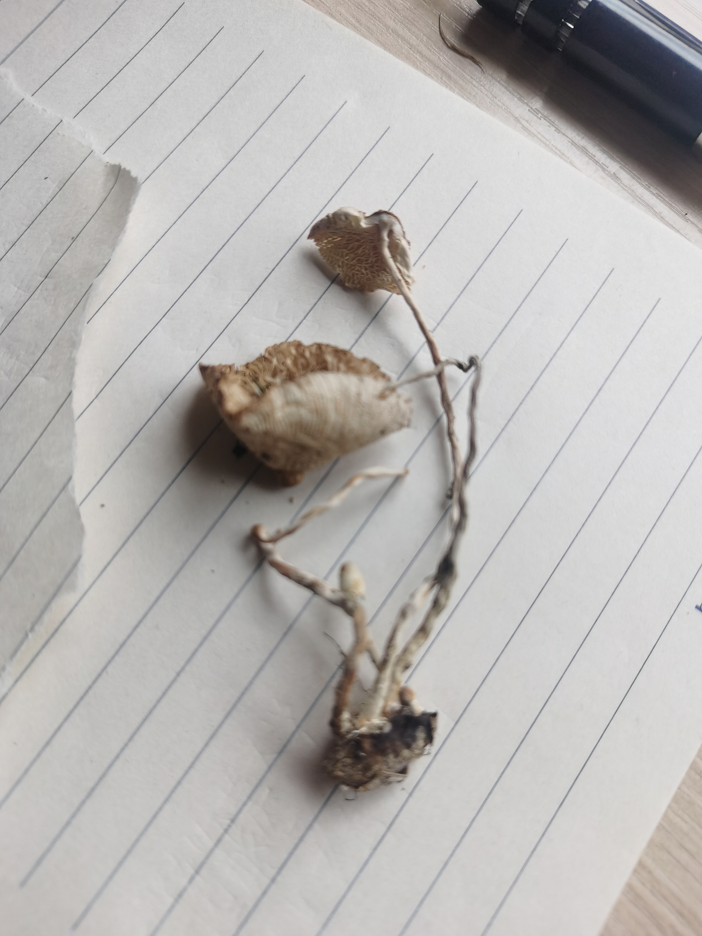 白鬼伞