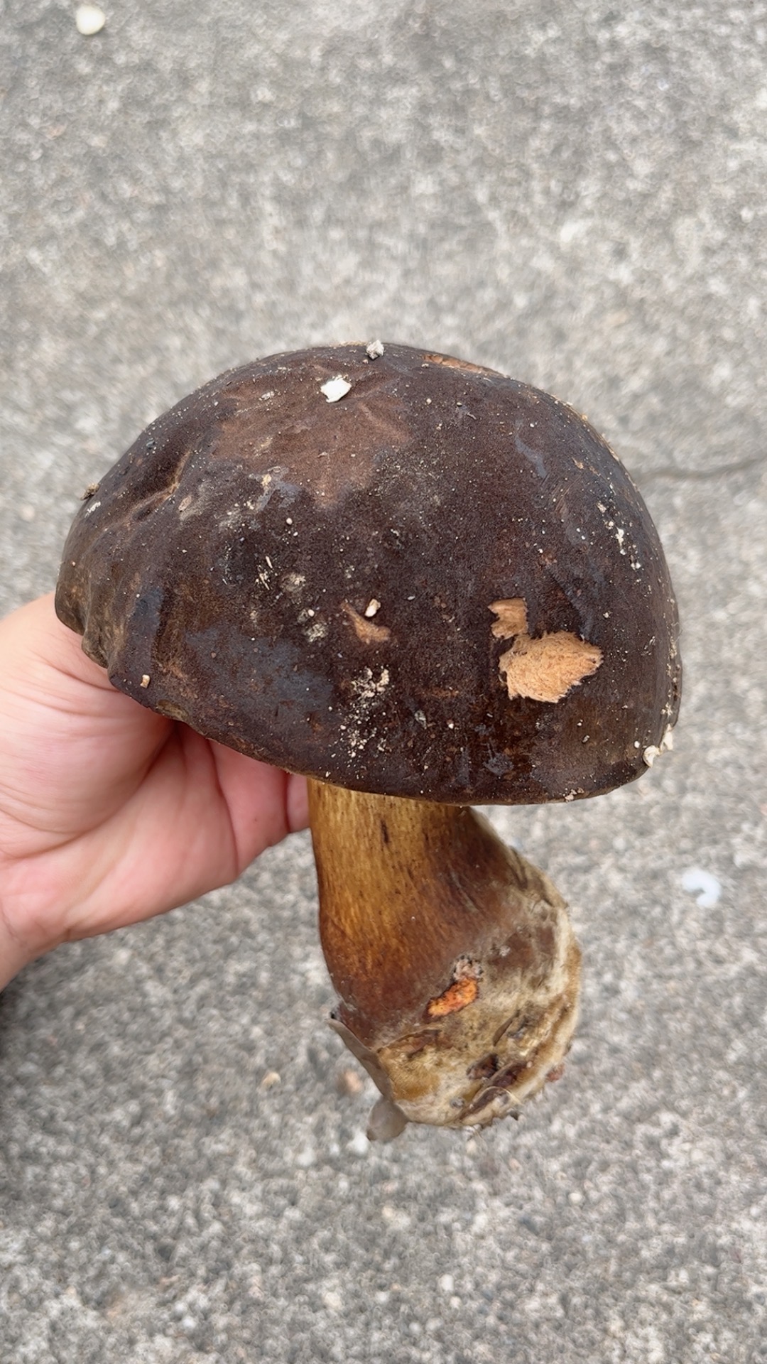 暗褐新牛肝菌
