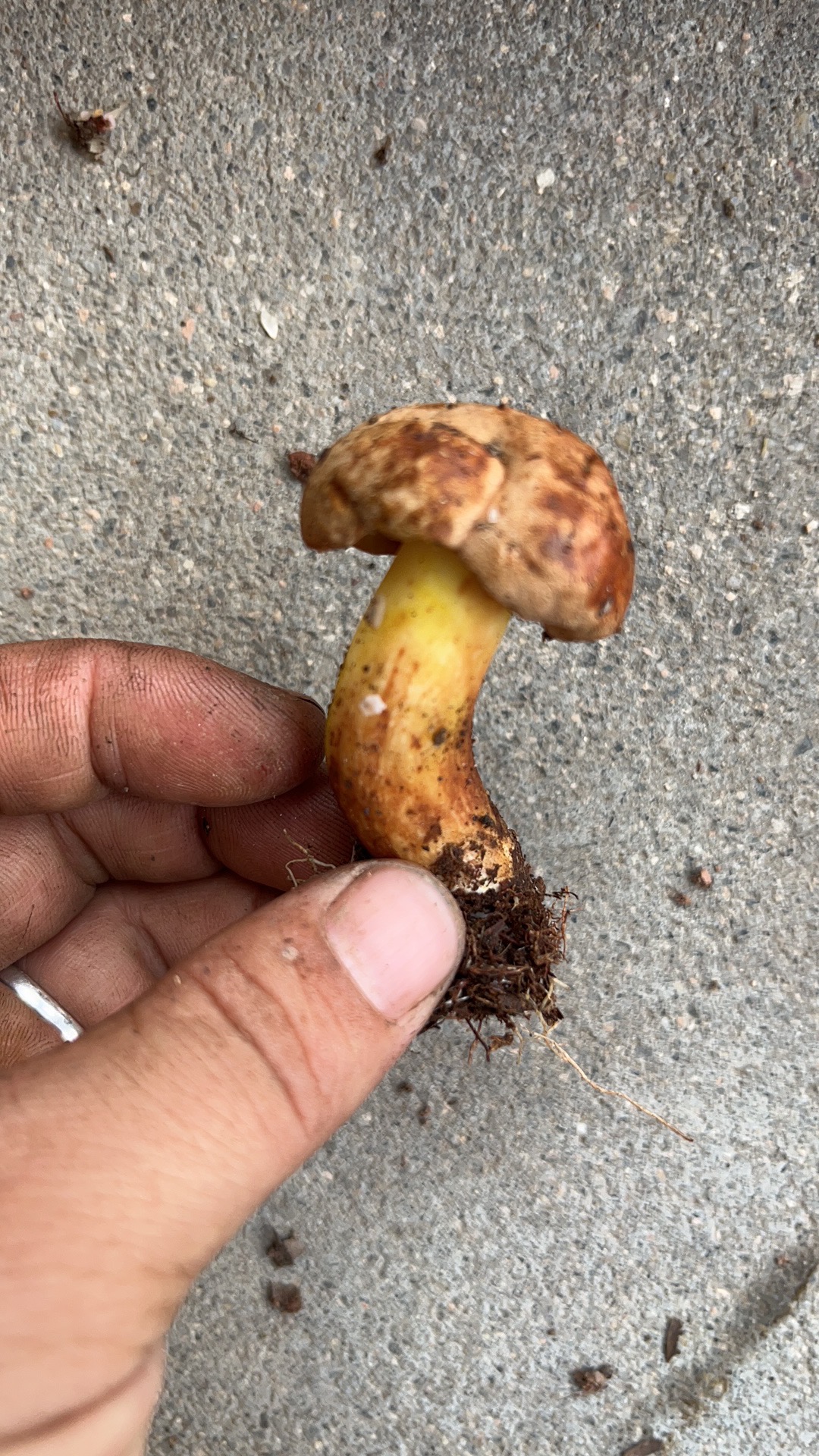 标本照片