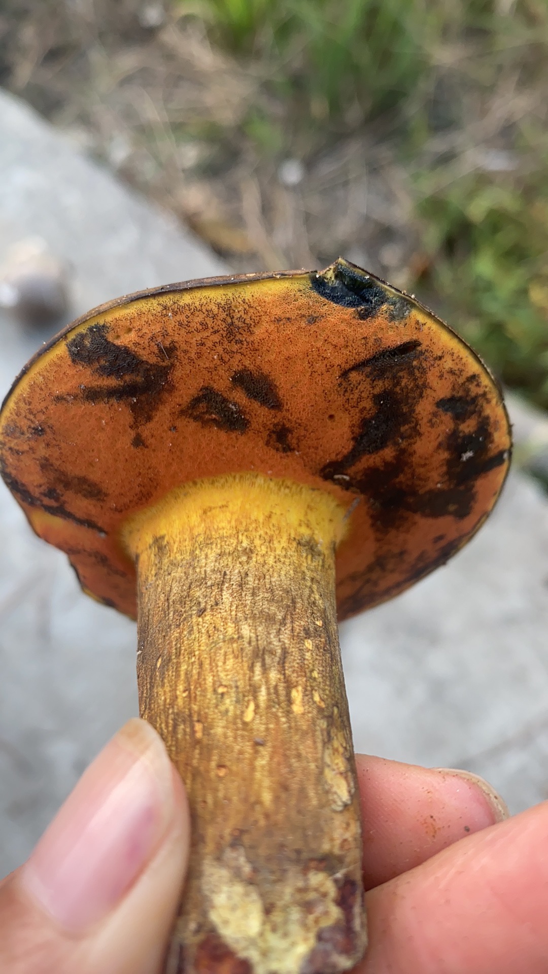 黄孔新牛肝菌