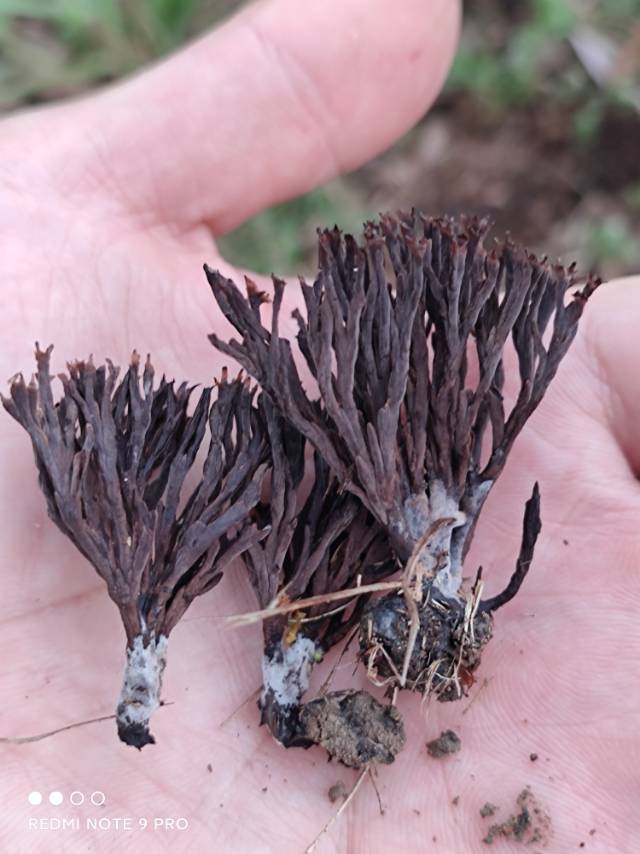 革菌属
