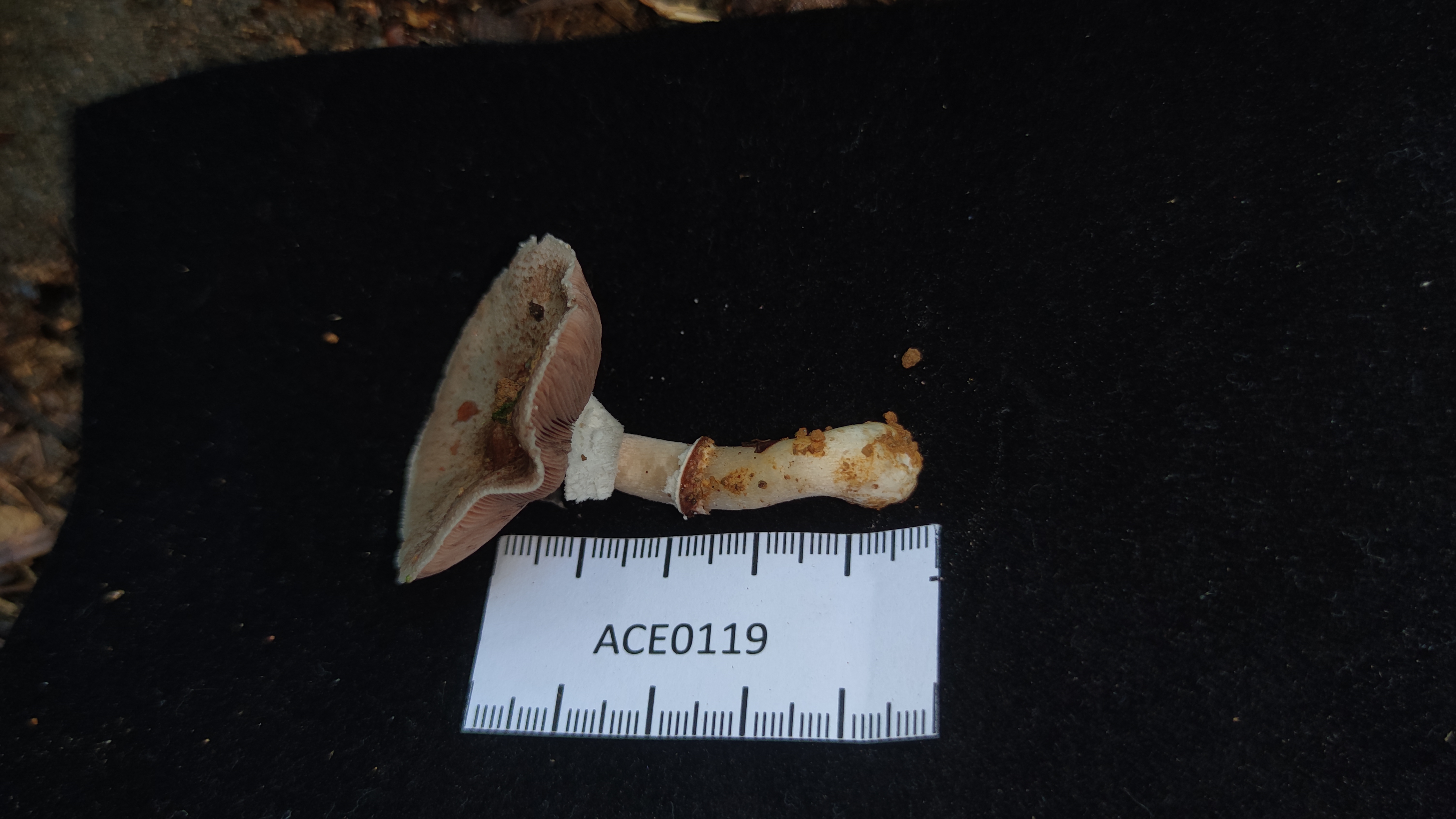 Agaricus sp. nov.