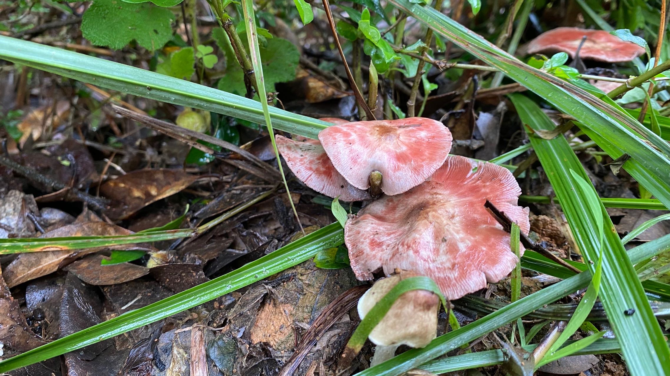 曼稿蘑菇