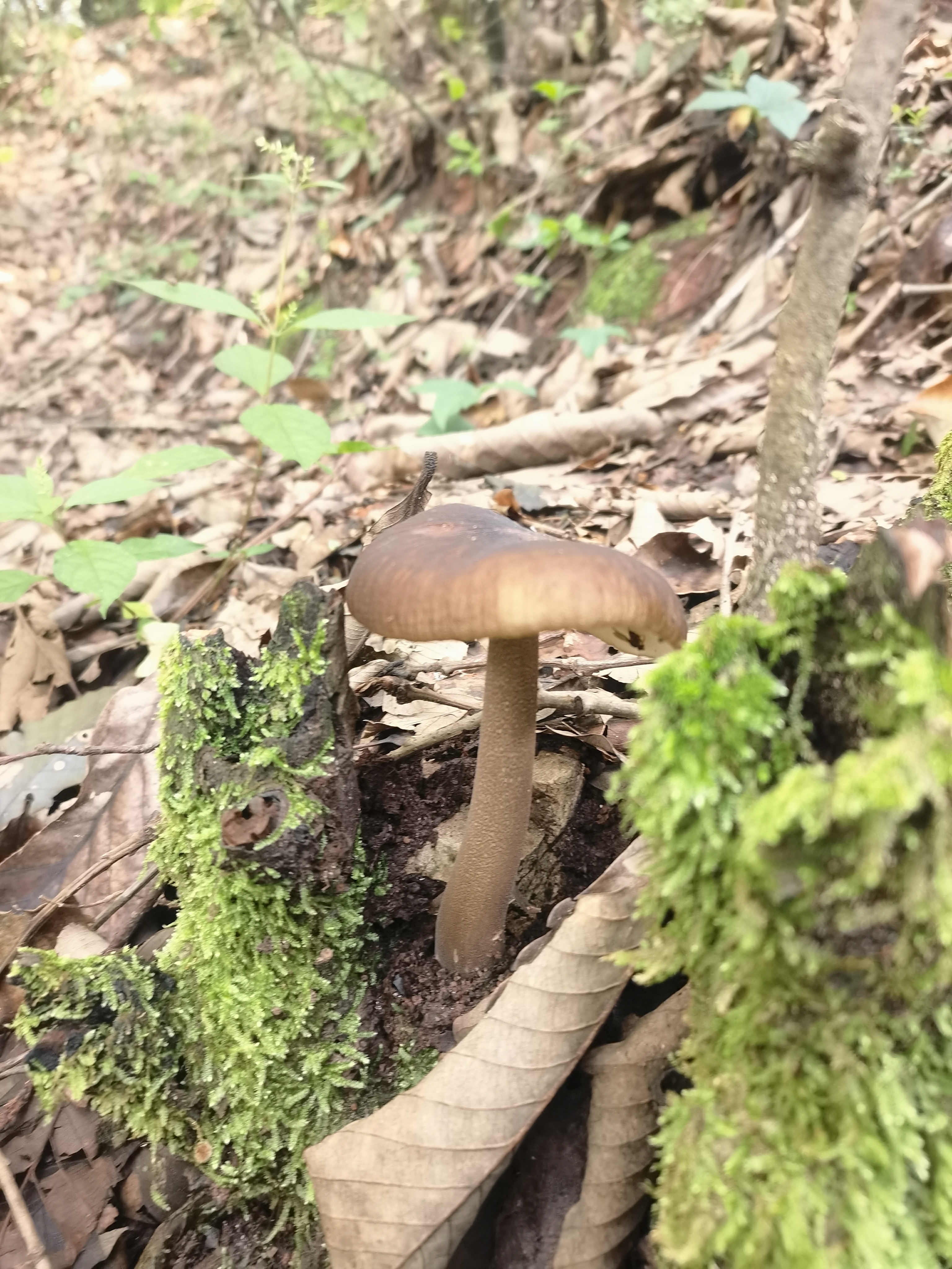 标本照片