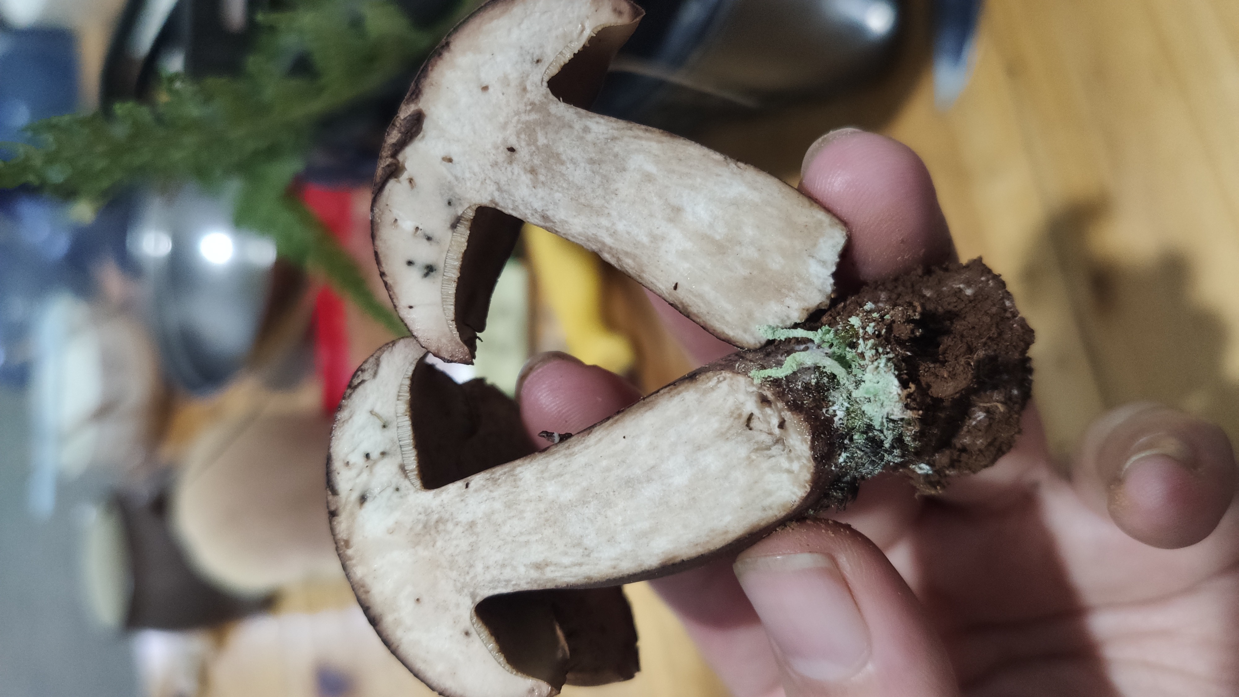 标本照片