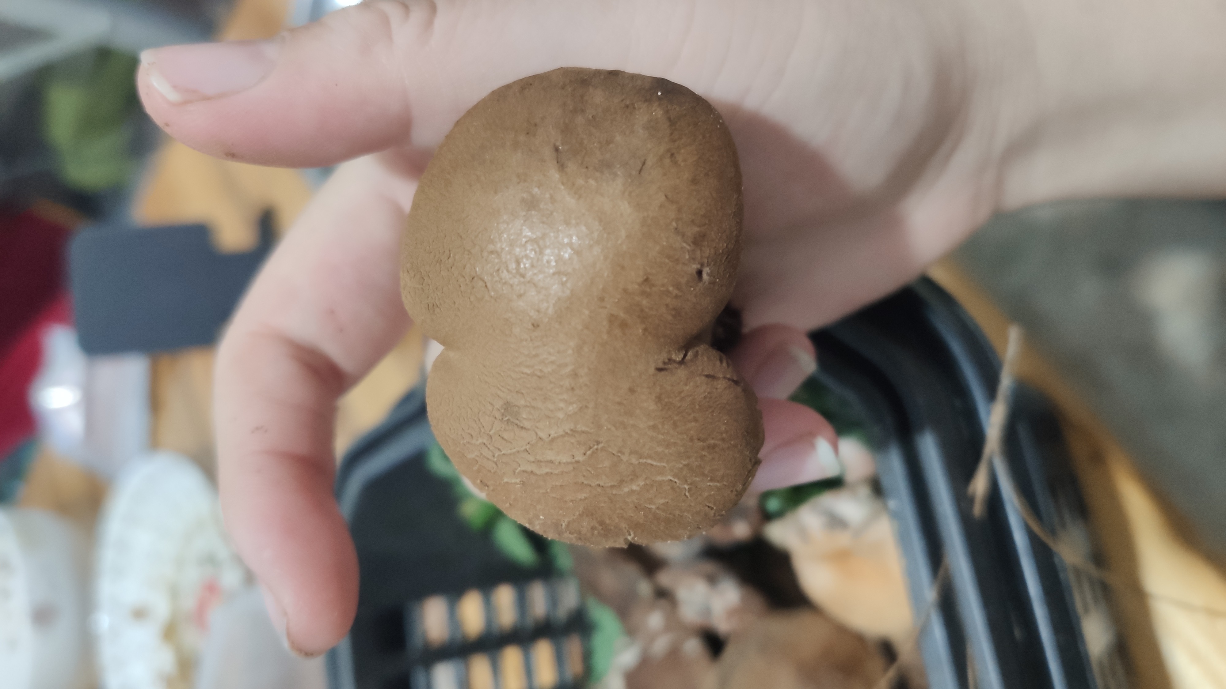 标本照片