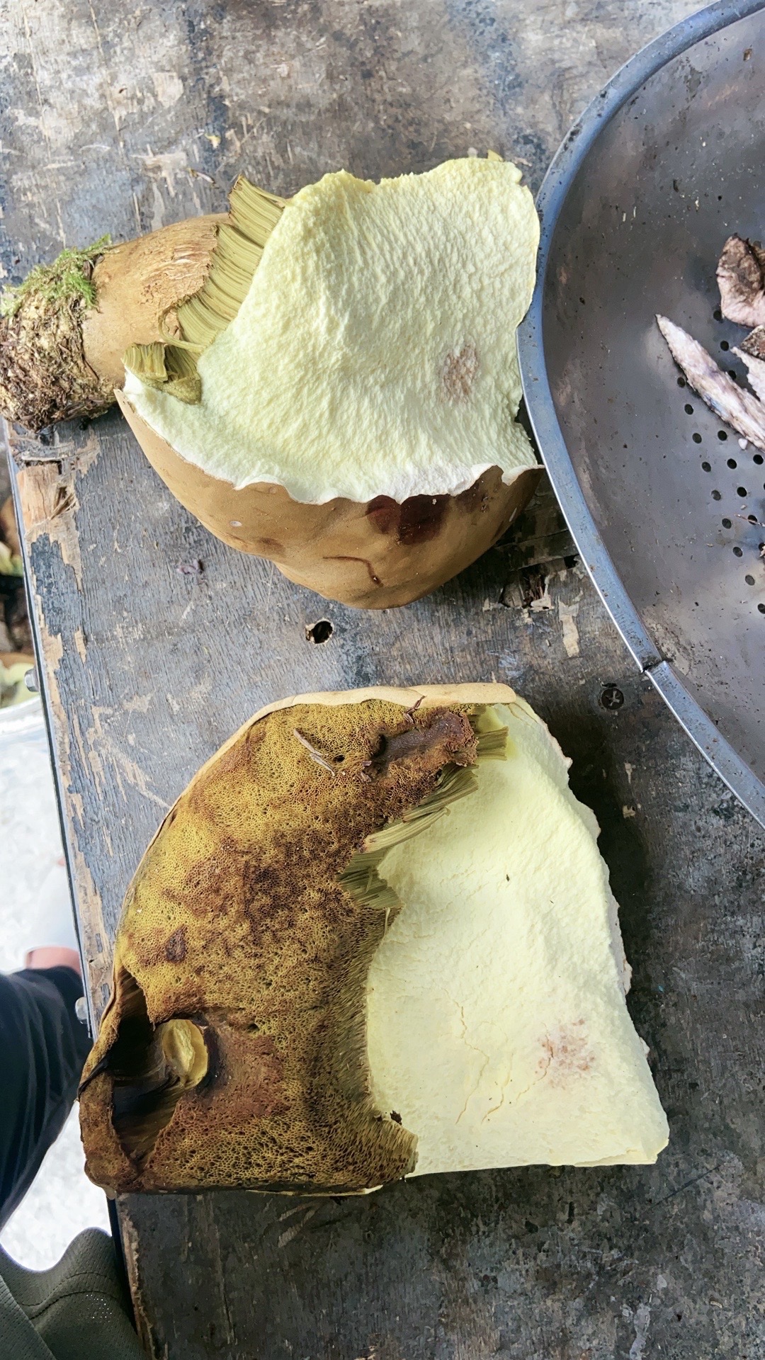 有毒新牛肝菌