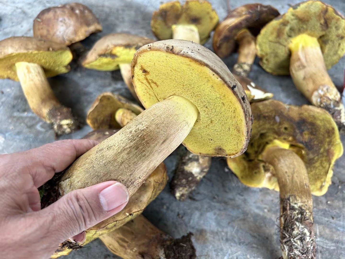有毒新牛肝菌