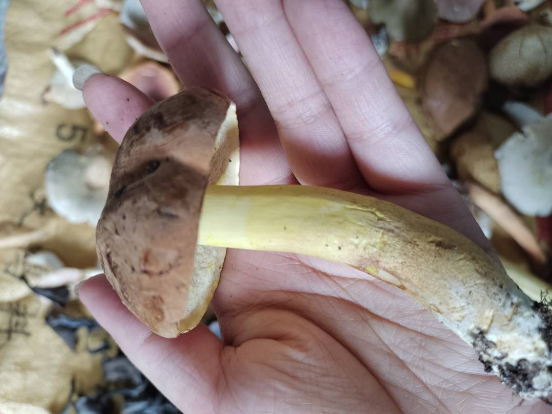 异味牛肝菌