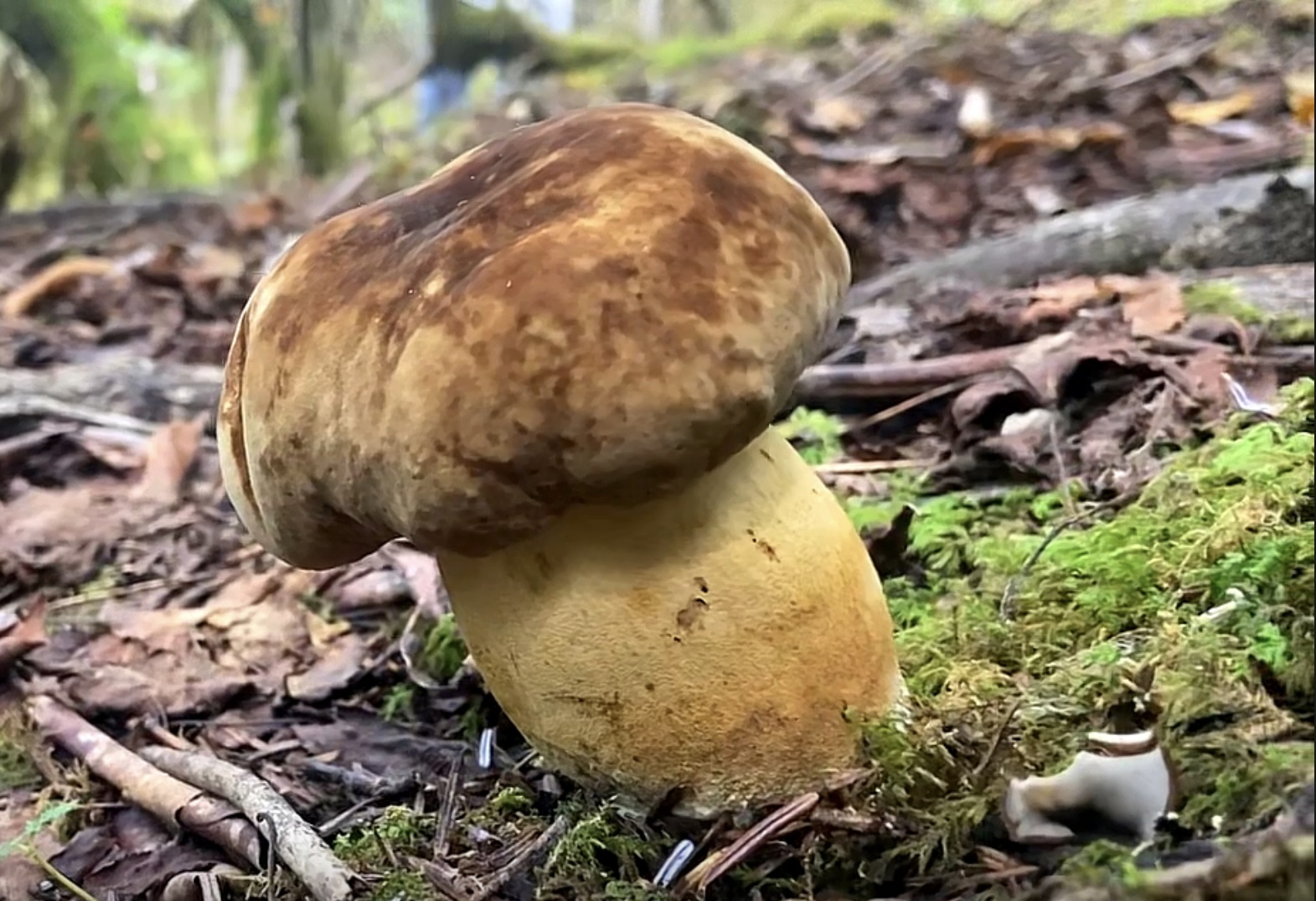 有毒新牛肝菌