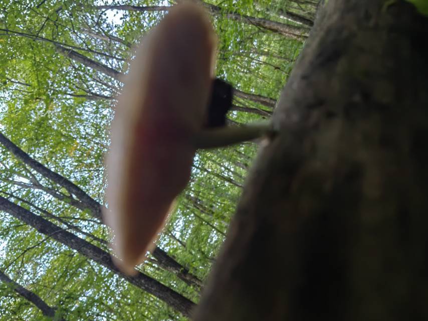 标本照片