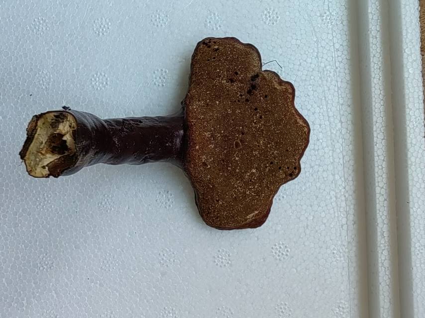标本照片