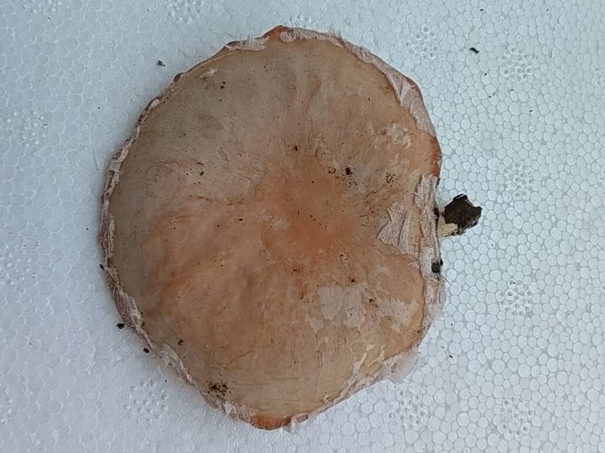 标本照片