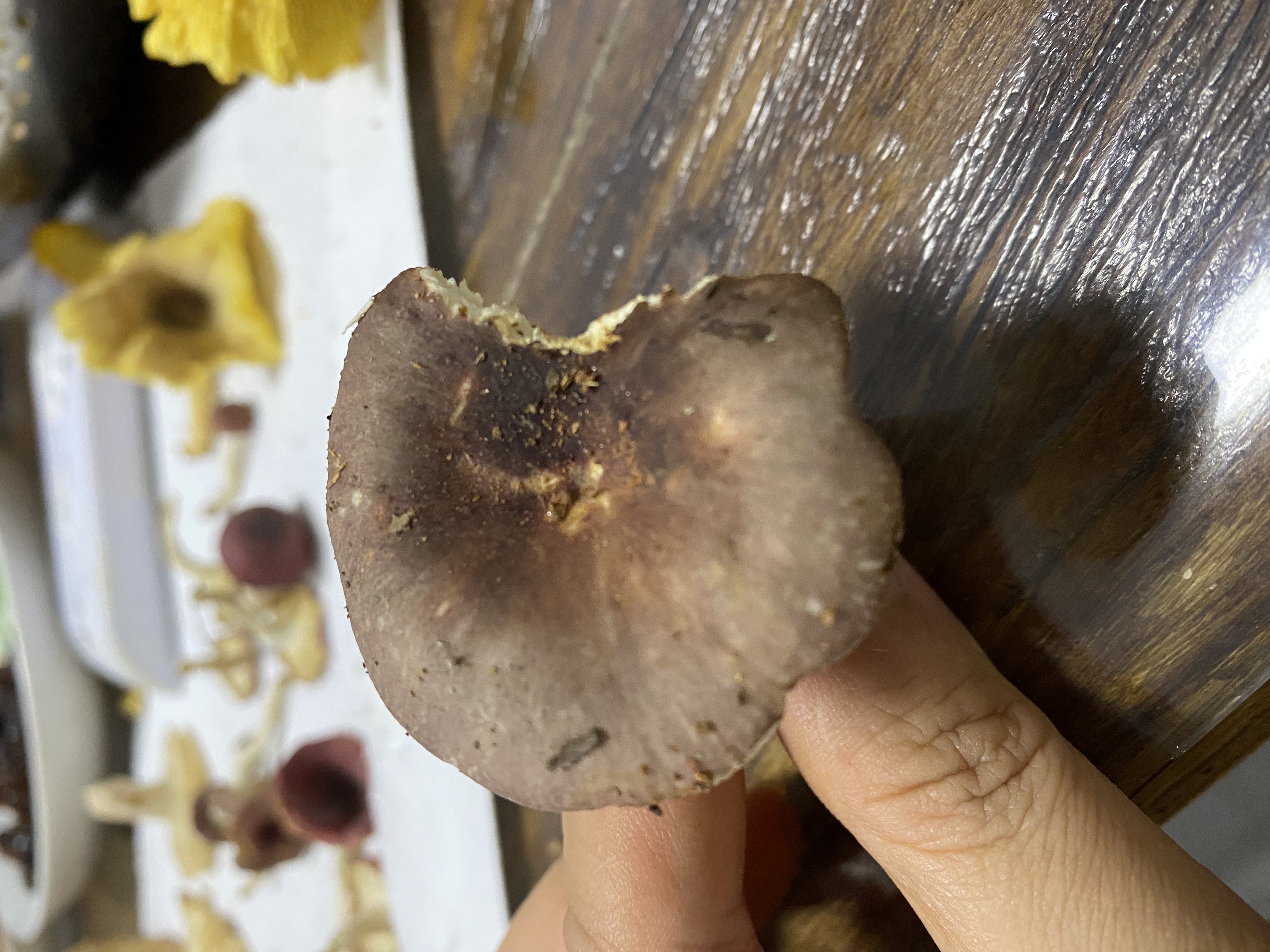近黑紫红菇