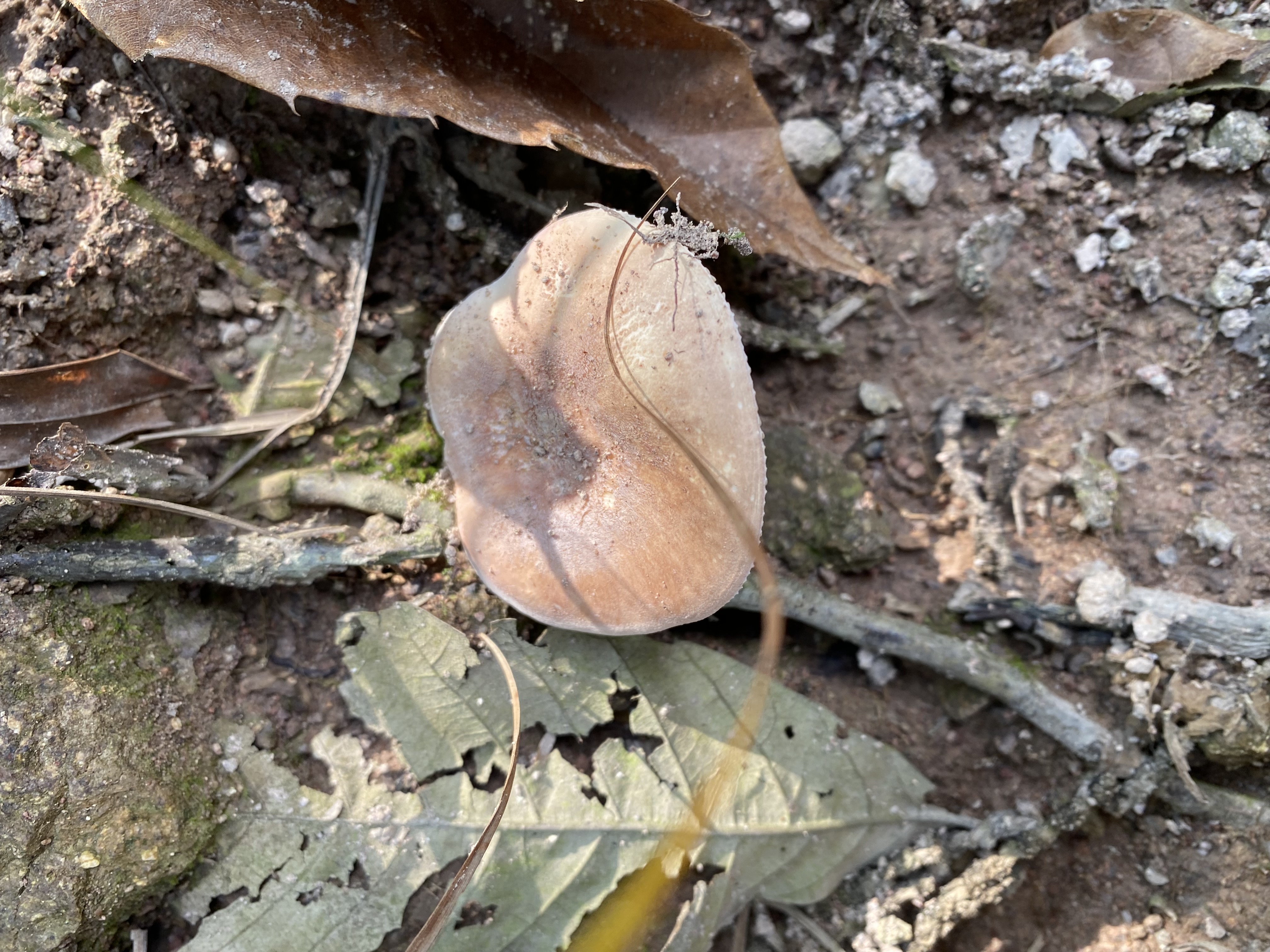 淡粉红菇