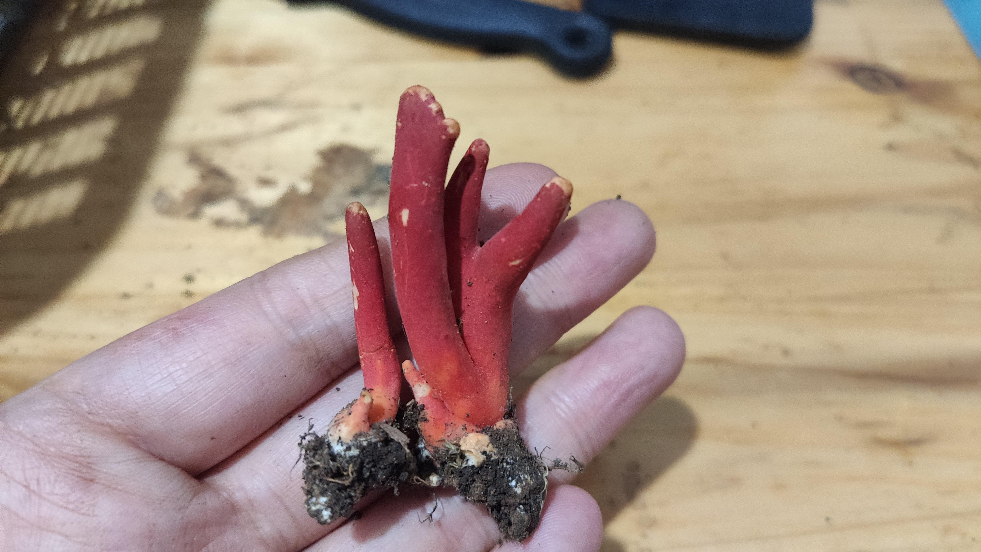 标本照片